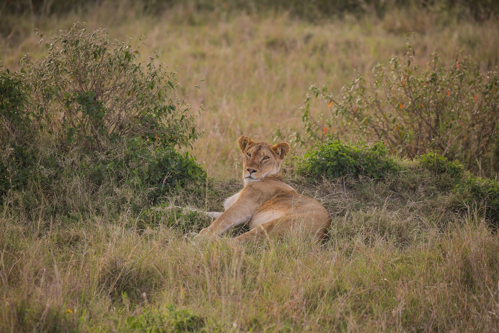 a lion lying in a grassy area