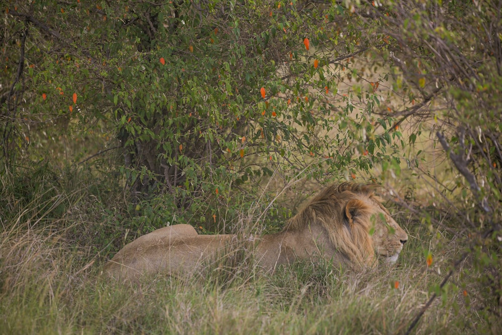 two lions lying in the grass