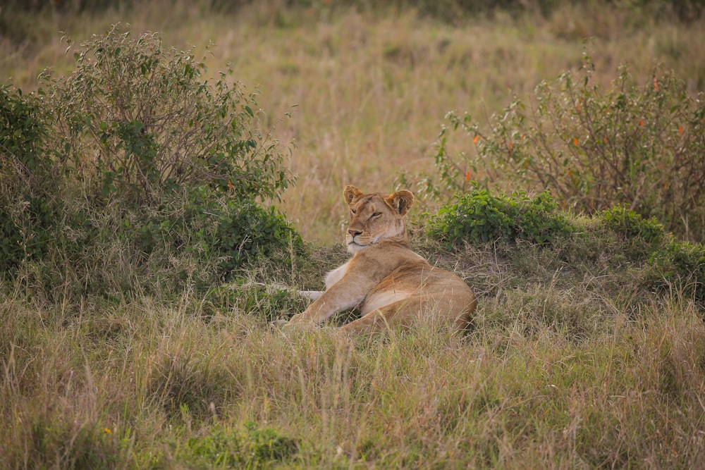 a lion lying in a grassy area