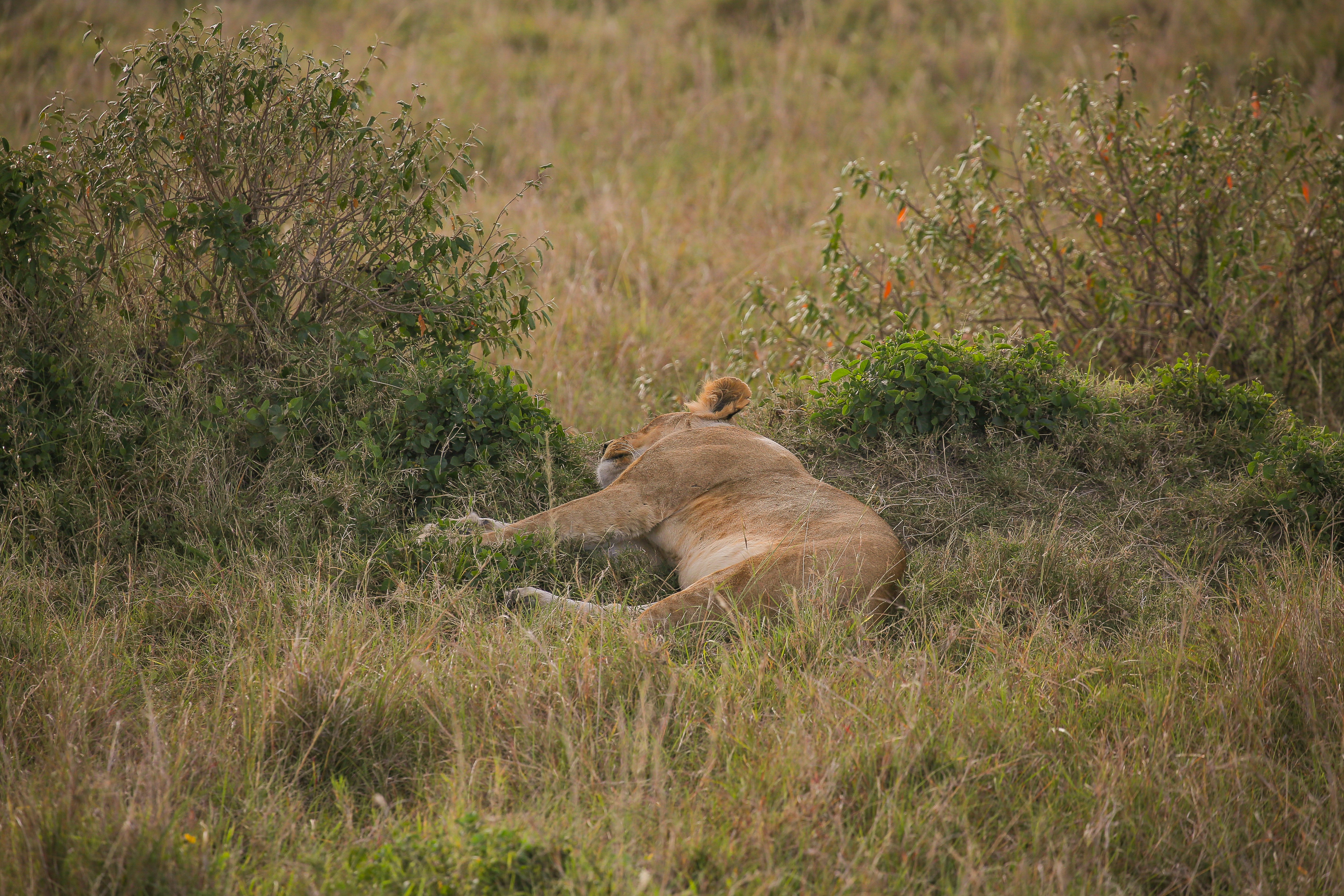 Photo by twilightkenya
