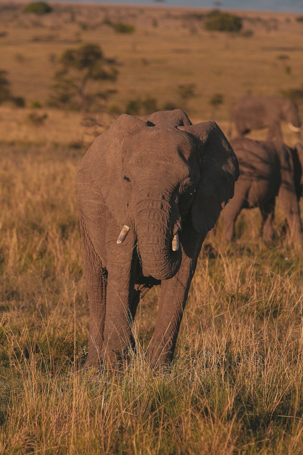 an elephant with tusks walking in a field