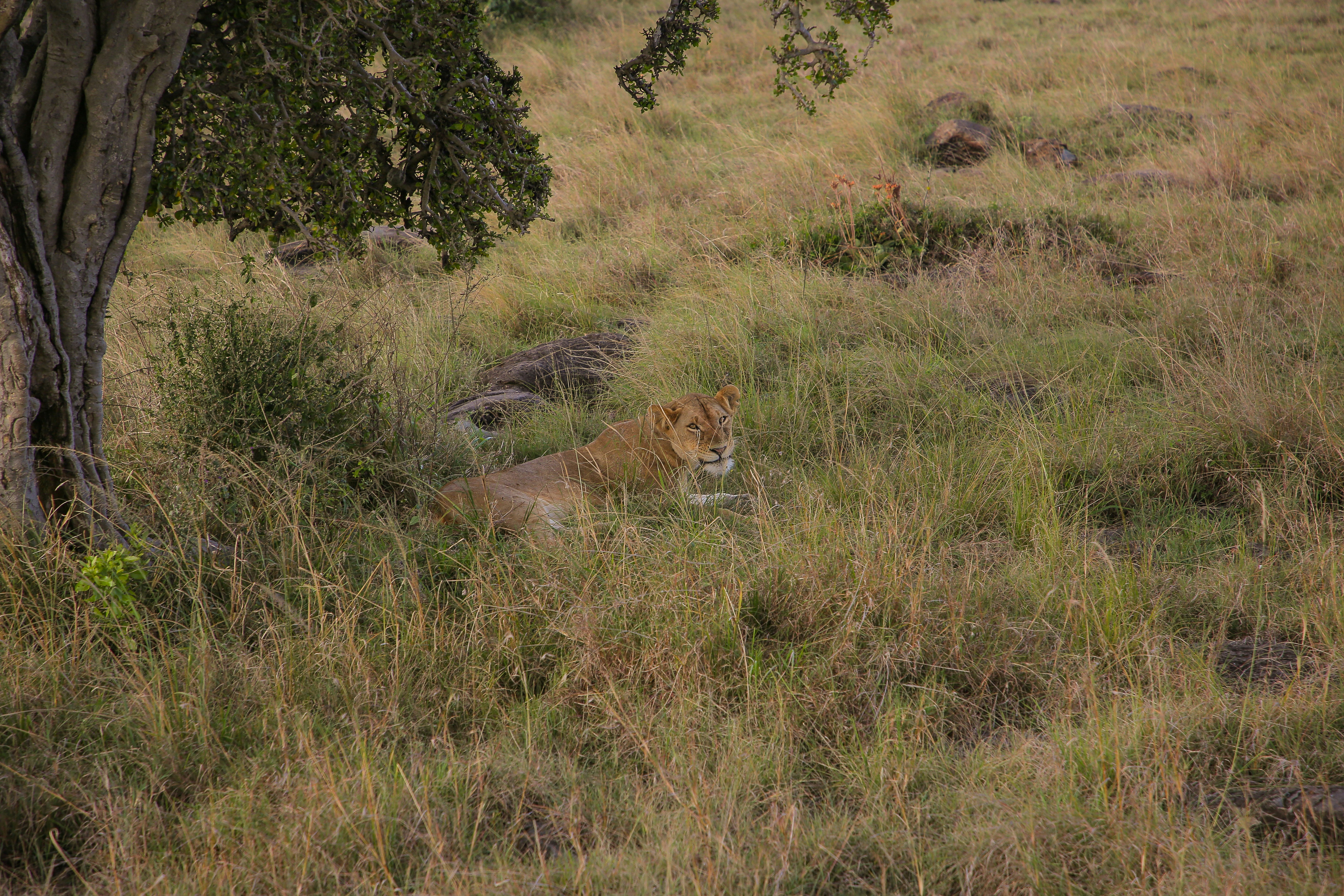 Photo by twilightkenya