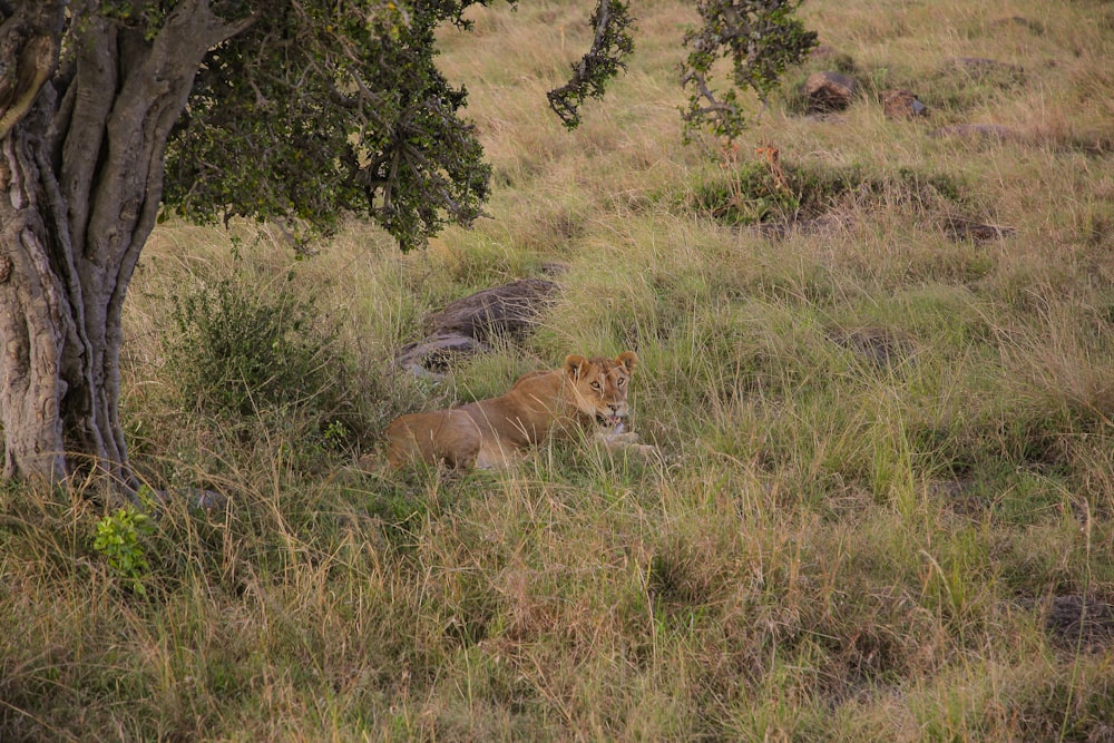 a lion lying in a grassy area