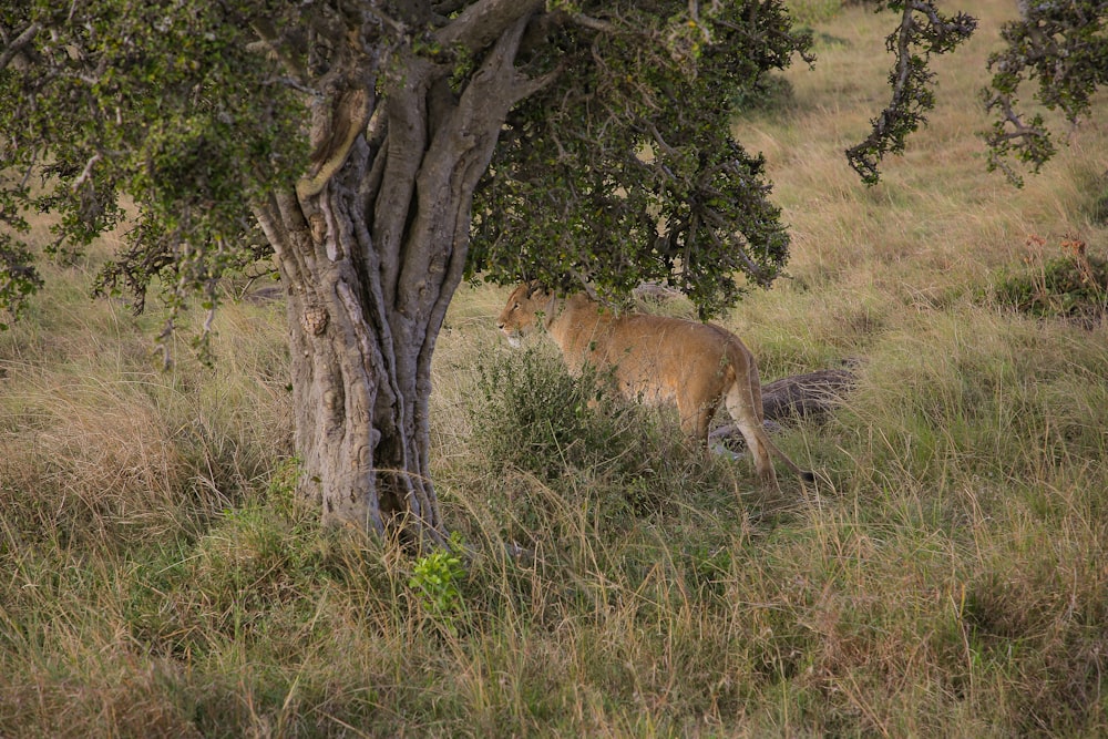 a lion in the grass