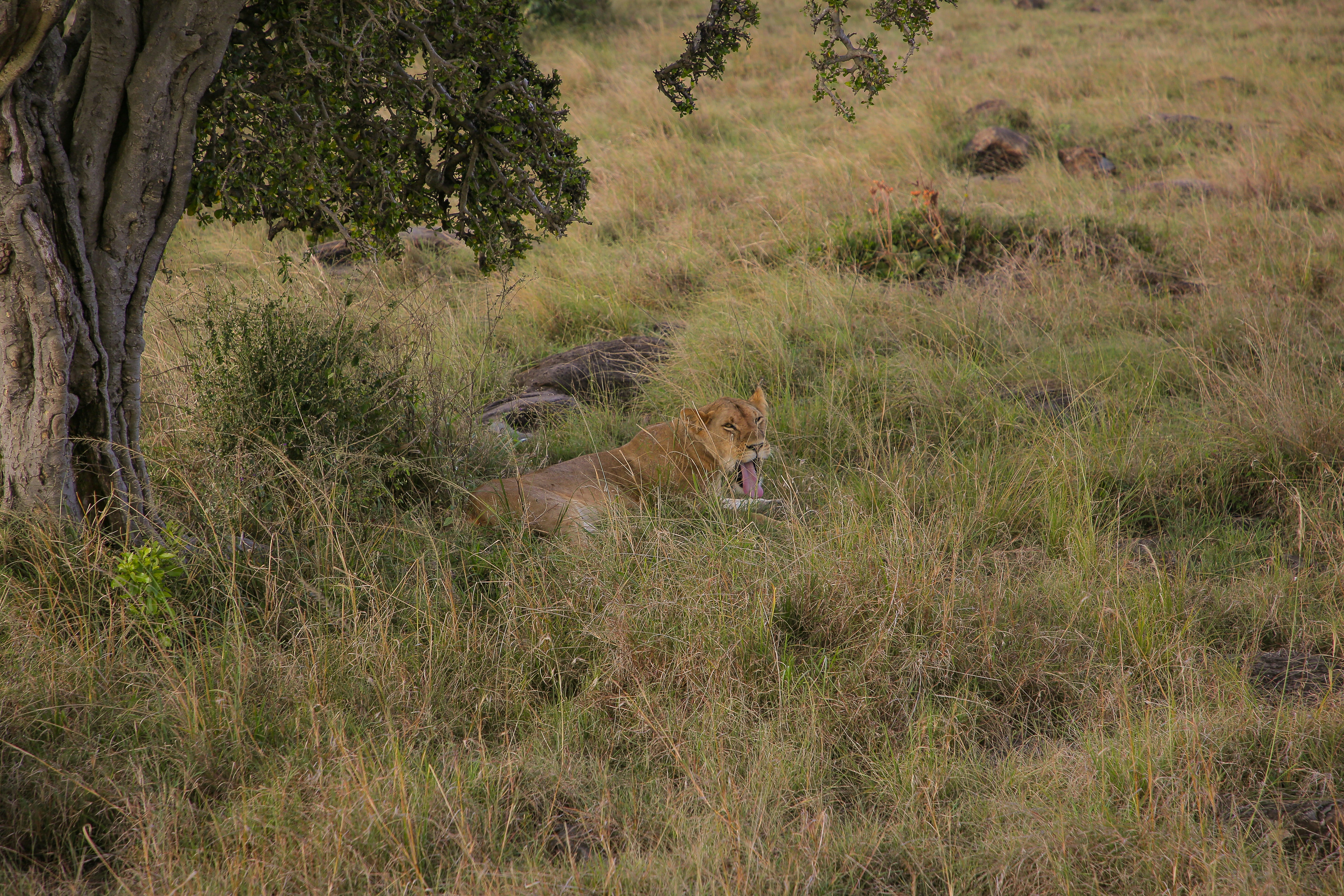 Photo by twilightkenya