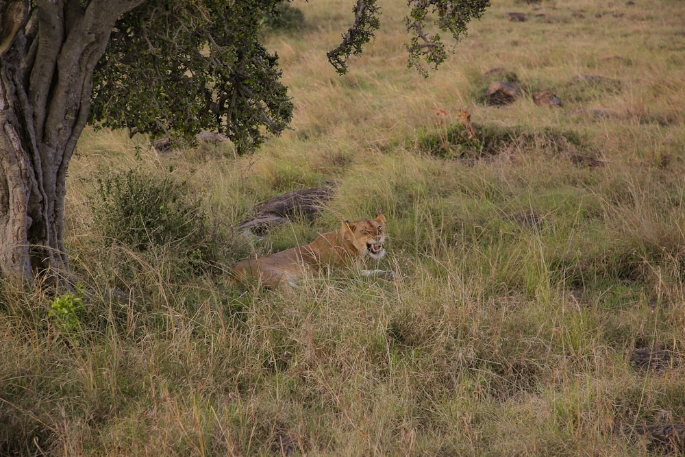 a lion lying in a grassy area