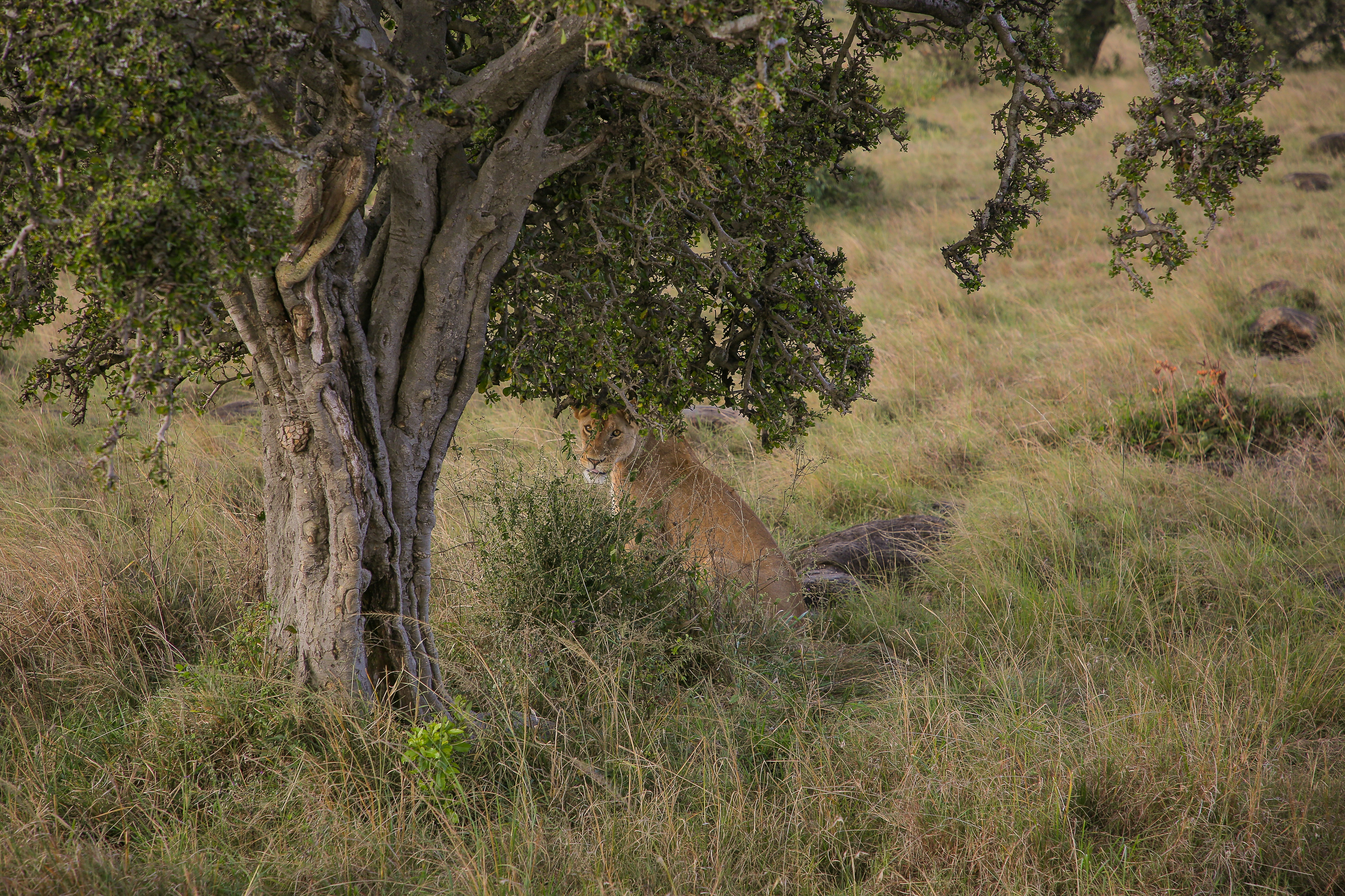 Photo by twilightkenya