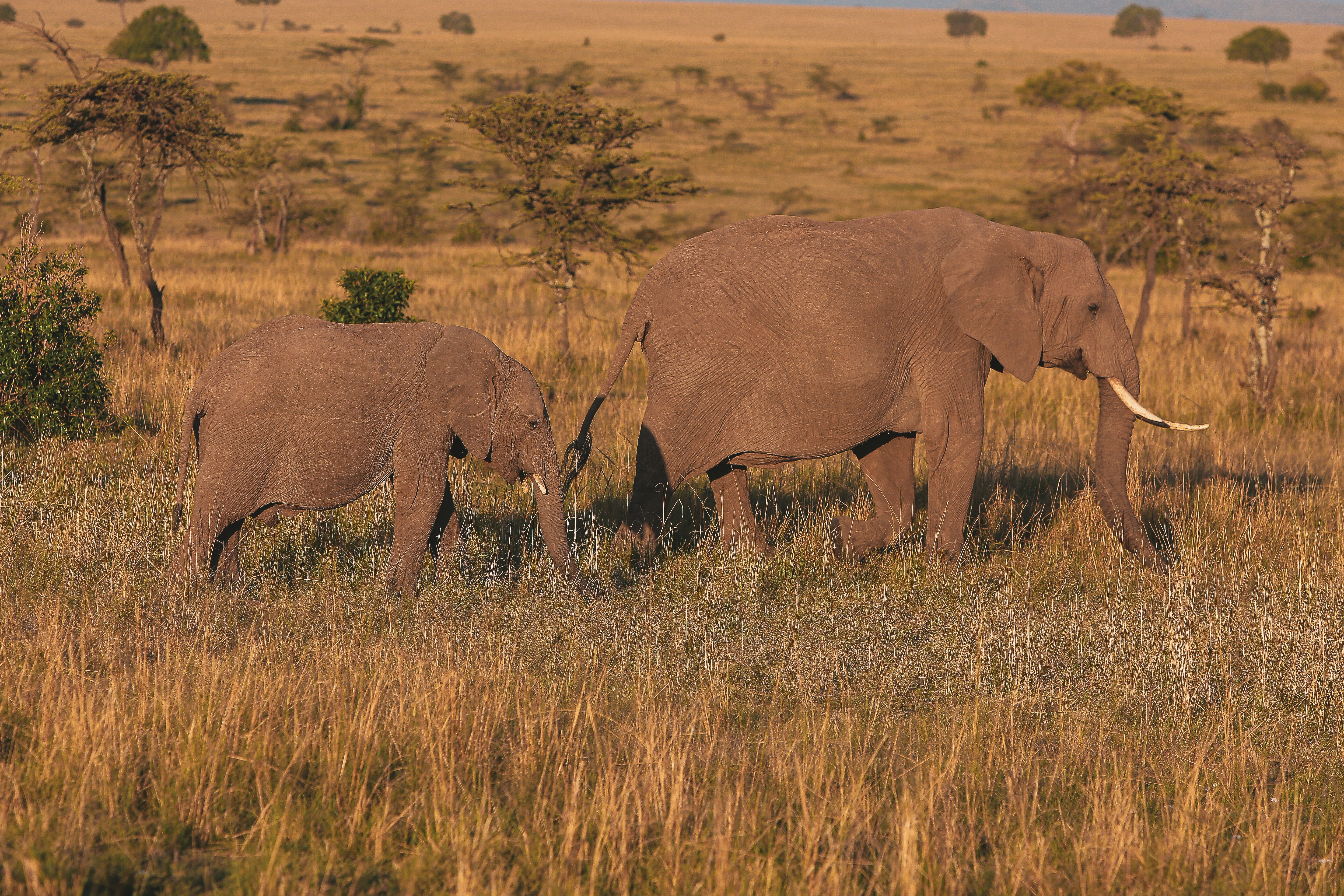 Photo by twilightkenya