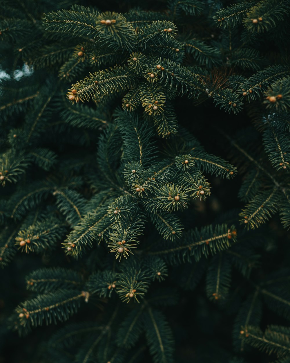 a close up of a pine tree