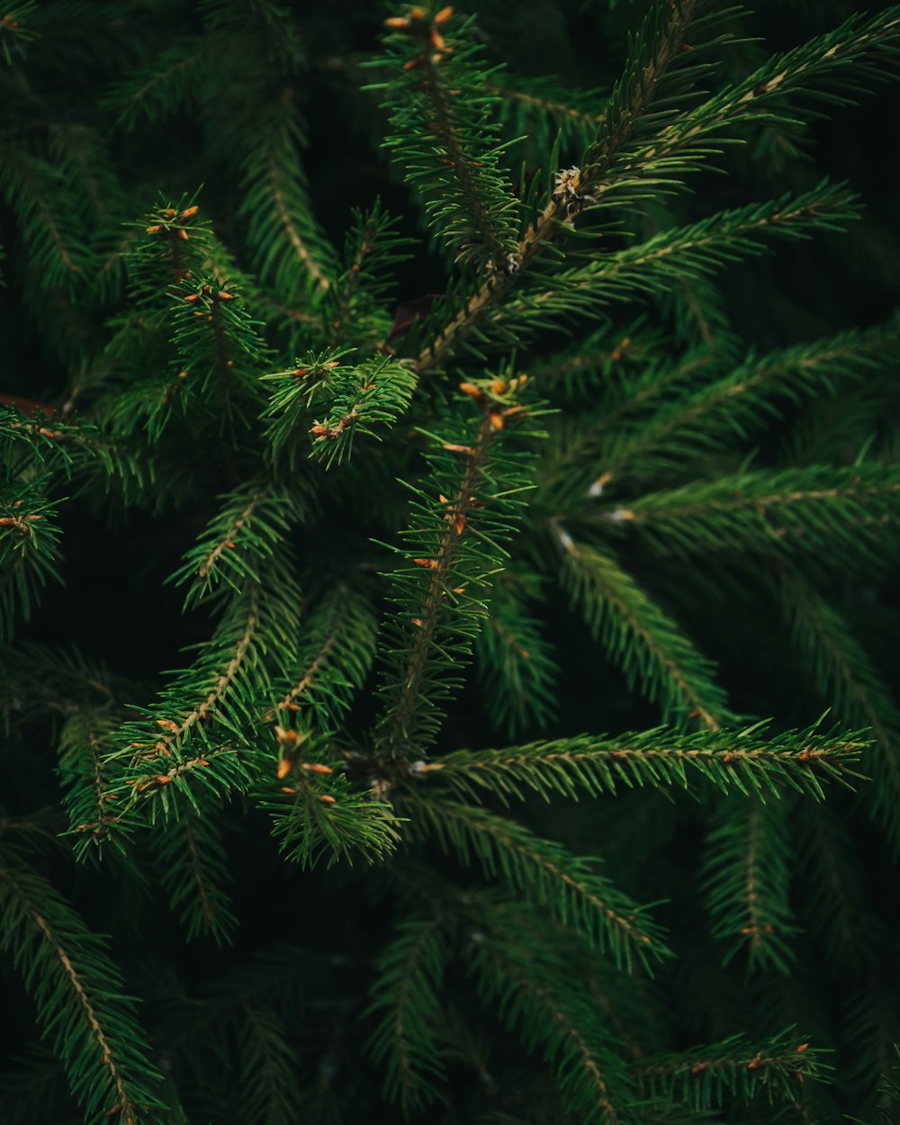a close-up of some pine trees