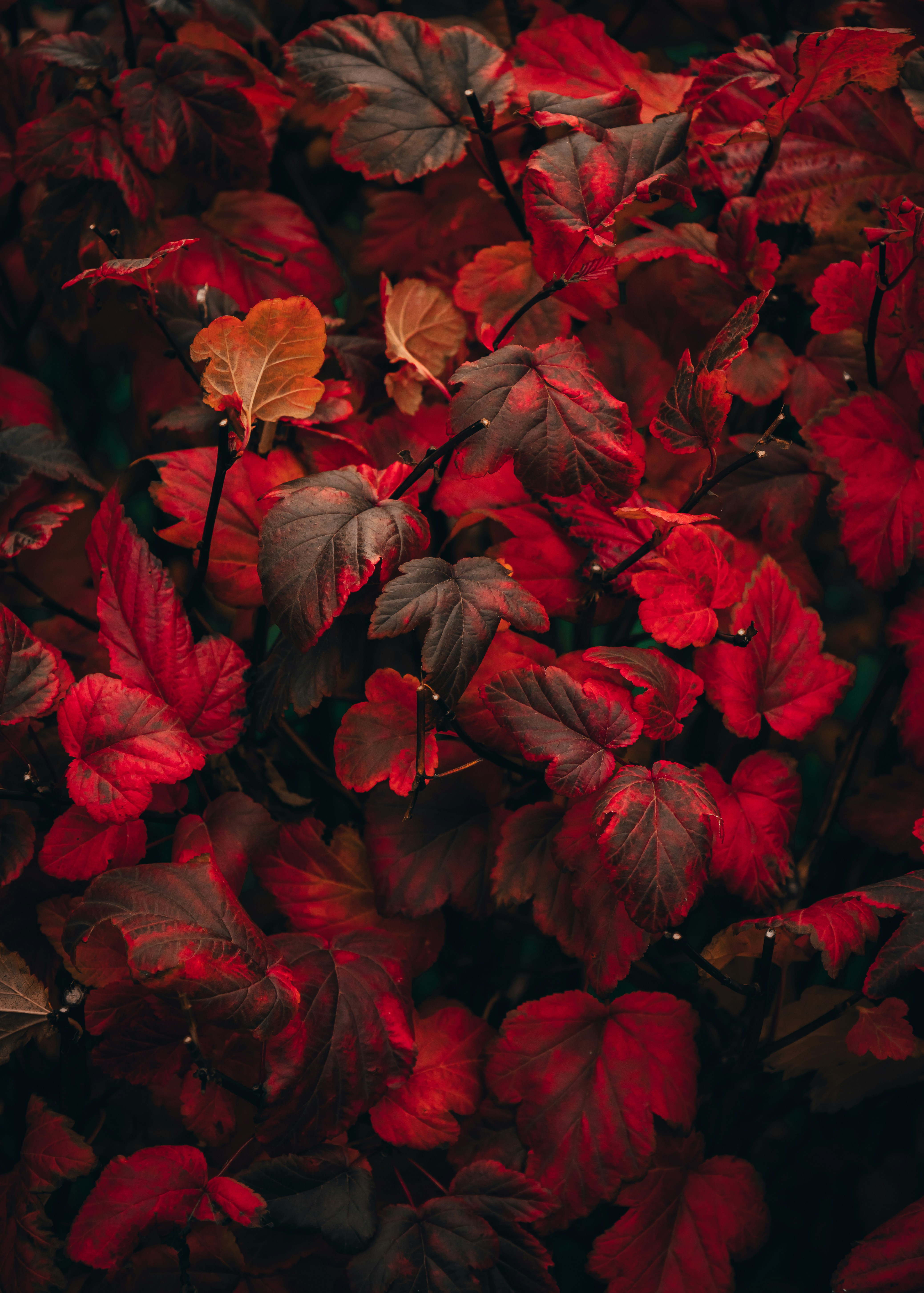 a group of red leaves