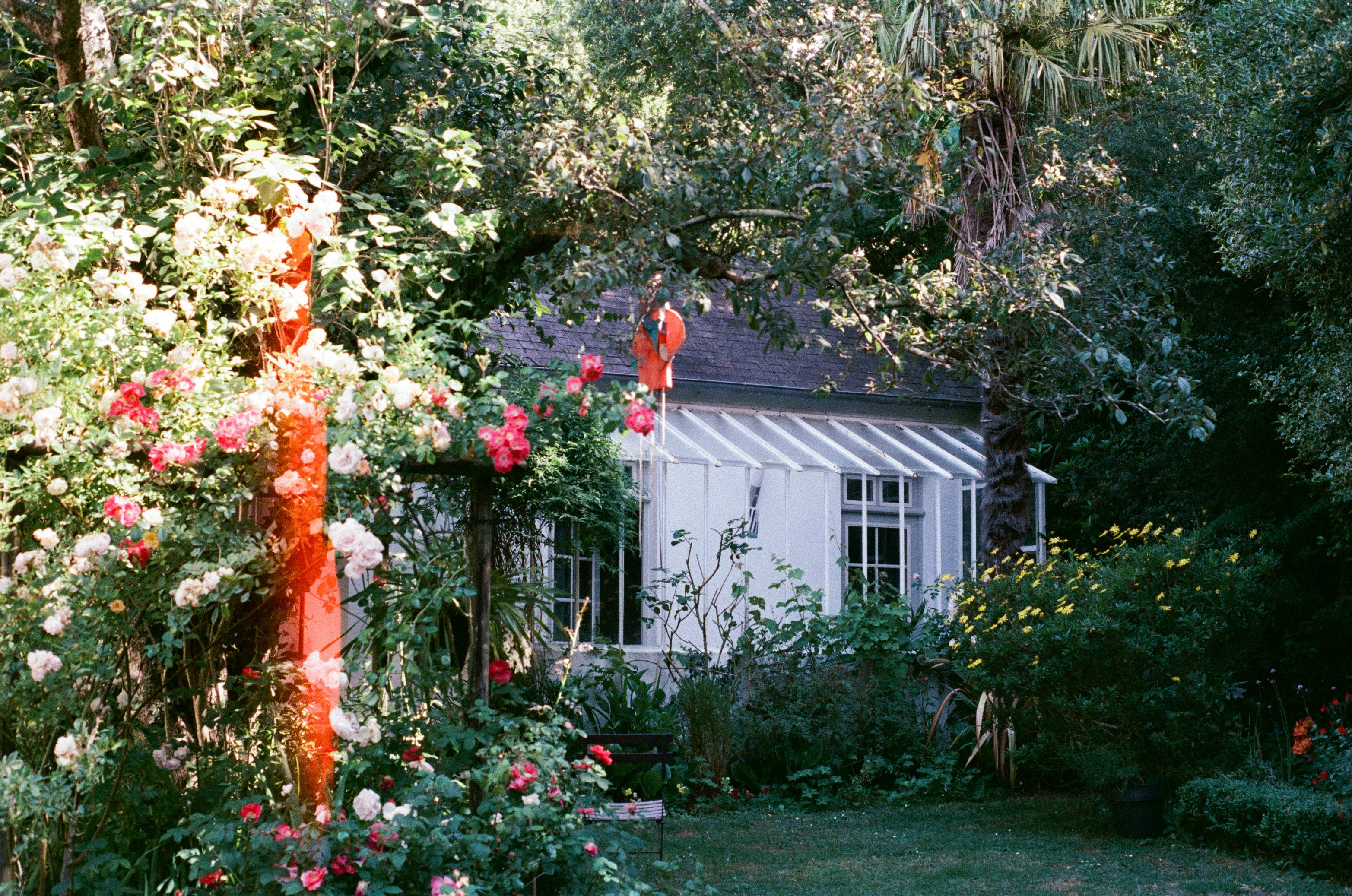 White cottage behind a leafy front garden