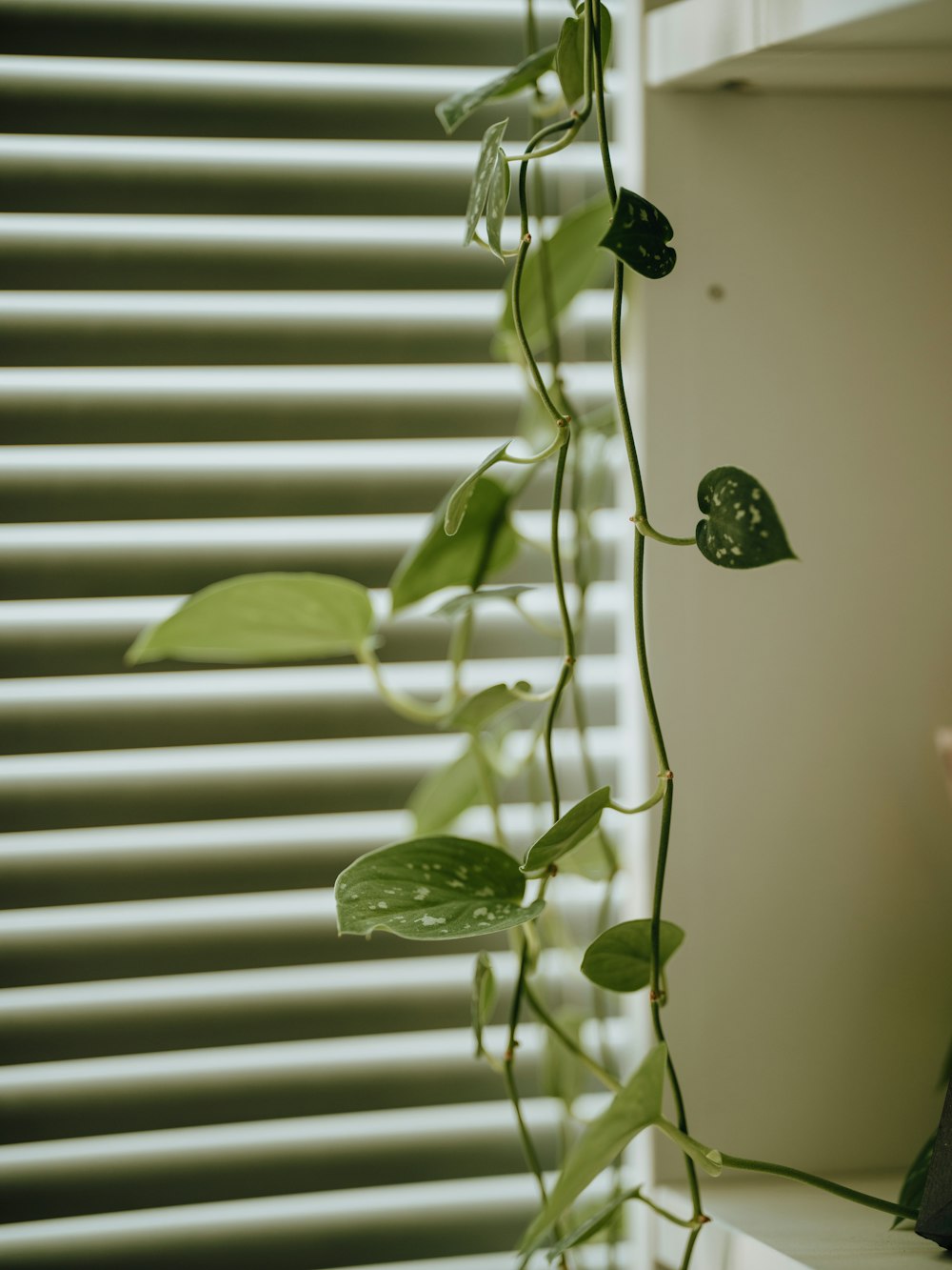 a plant with leaves