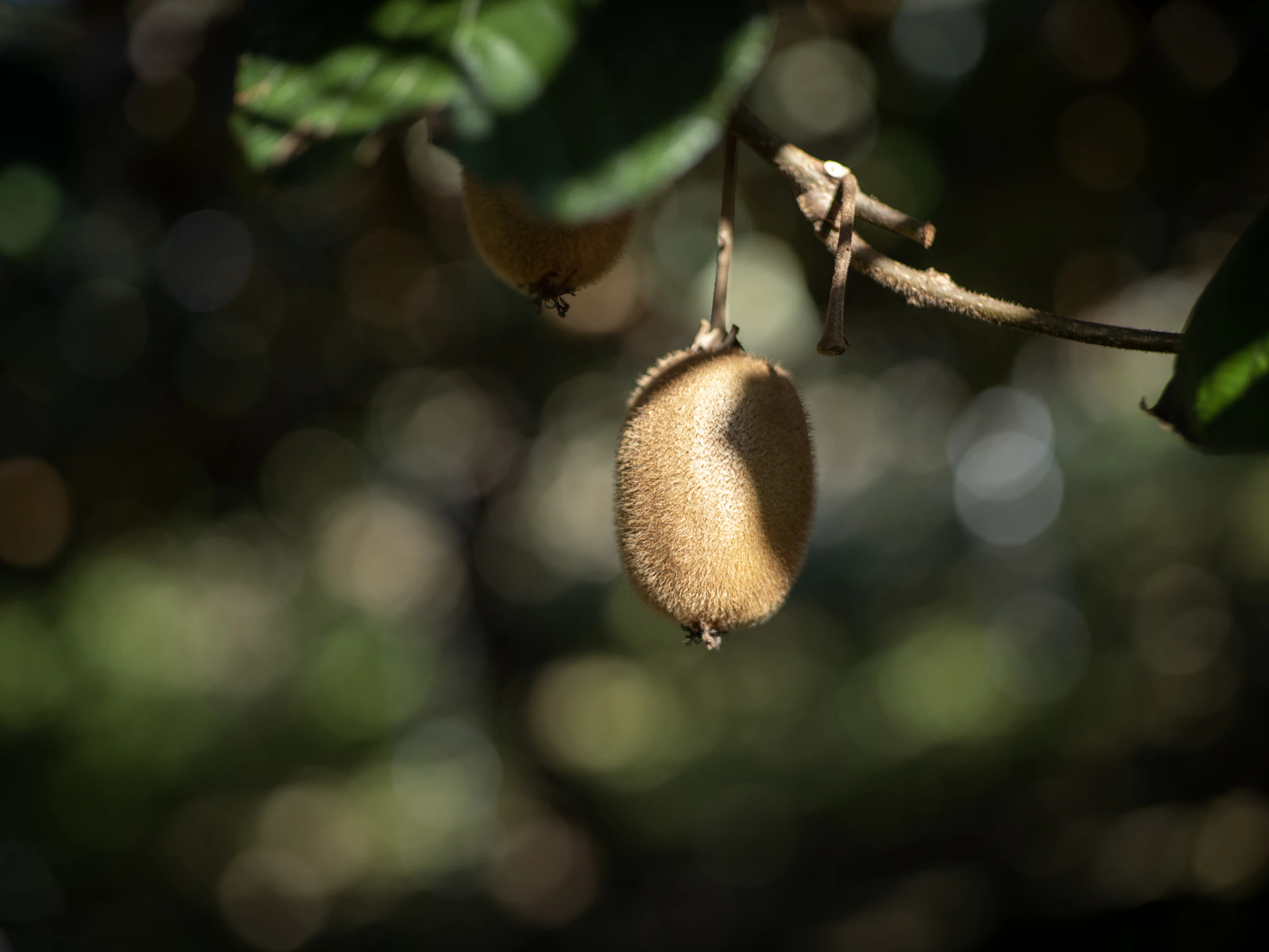 a close up of some fruit