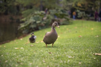 a duck and a duckling walking on grass