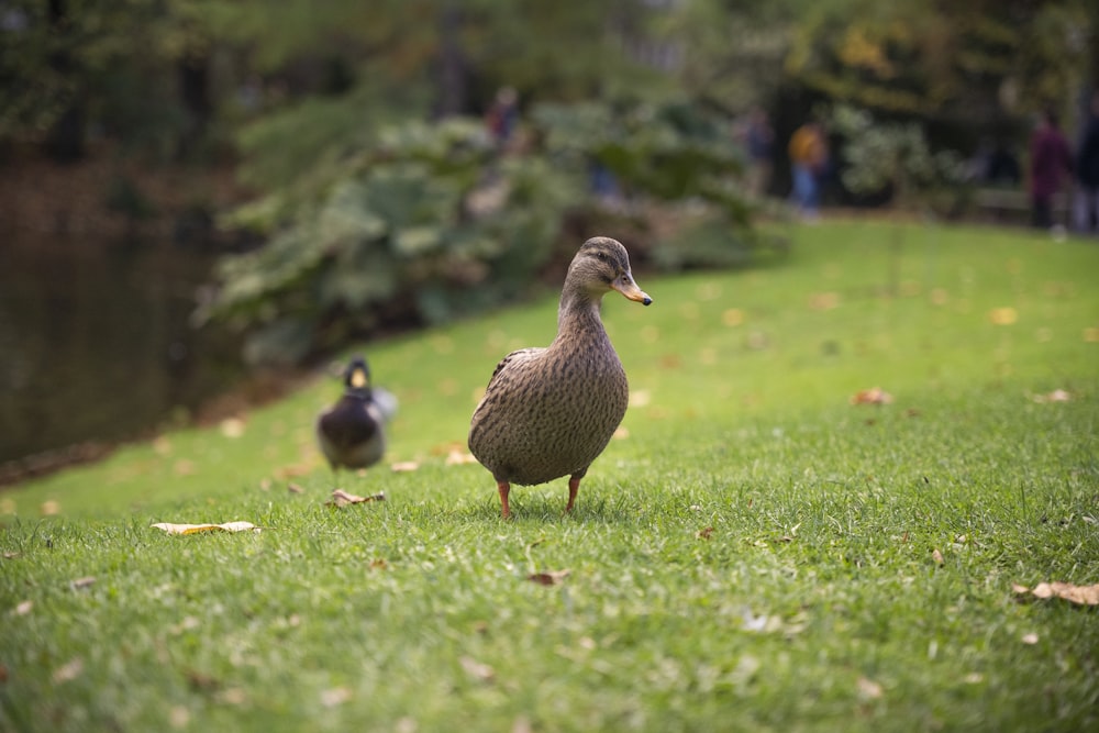 a duck and a duckling walking on grass