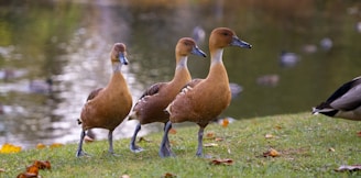 a group of ducks walking on grass by a pond