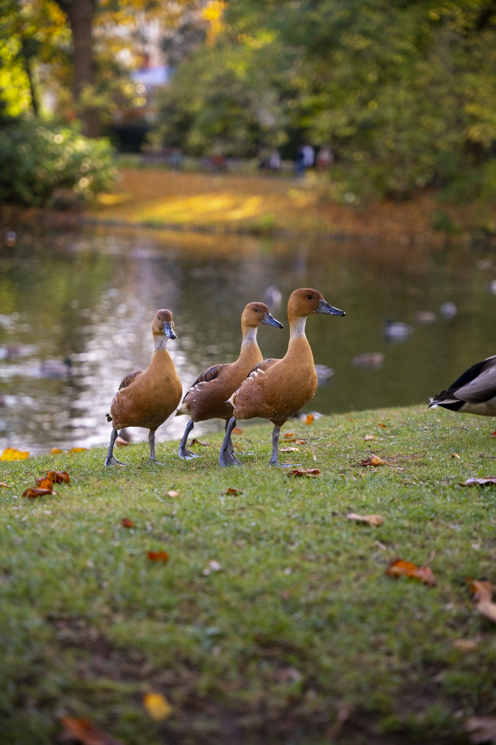 Un groupe de canards marchant sur l’herbe au bord d’un étang