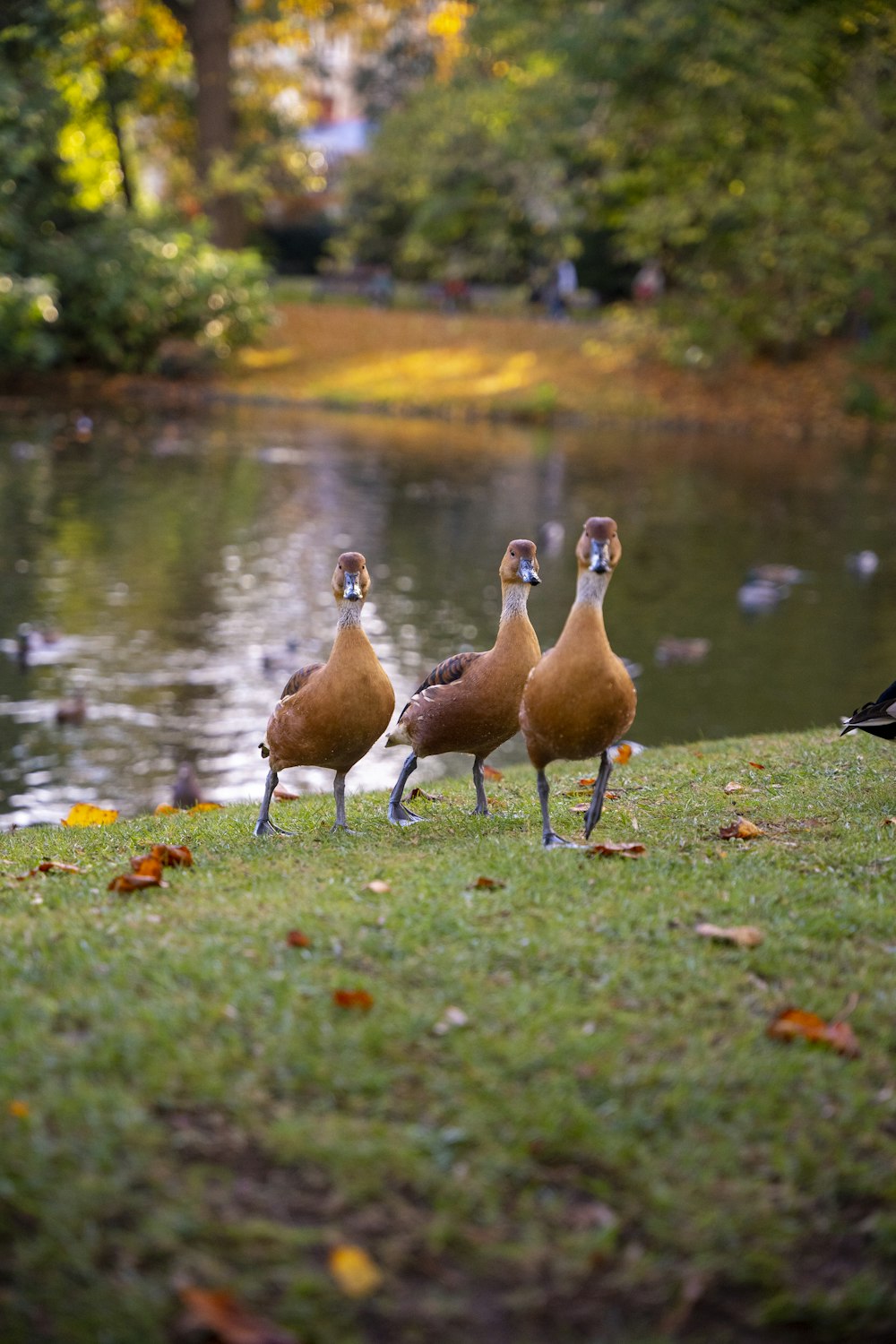a group of ducks walking on grass by a pond