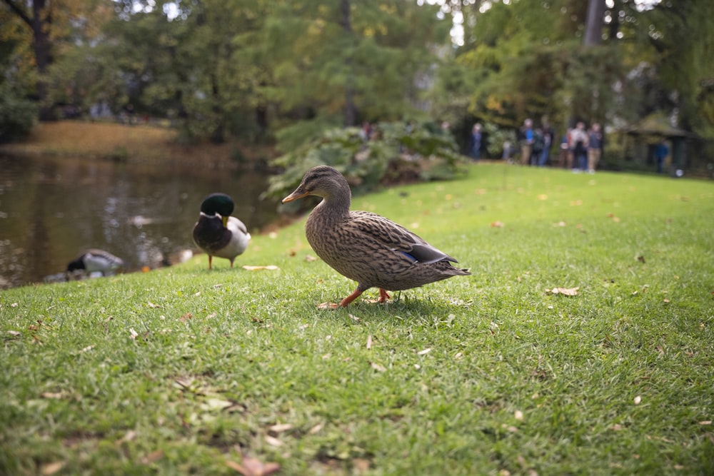 ducks walking on grass near water