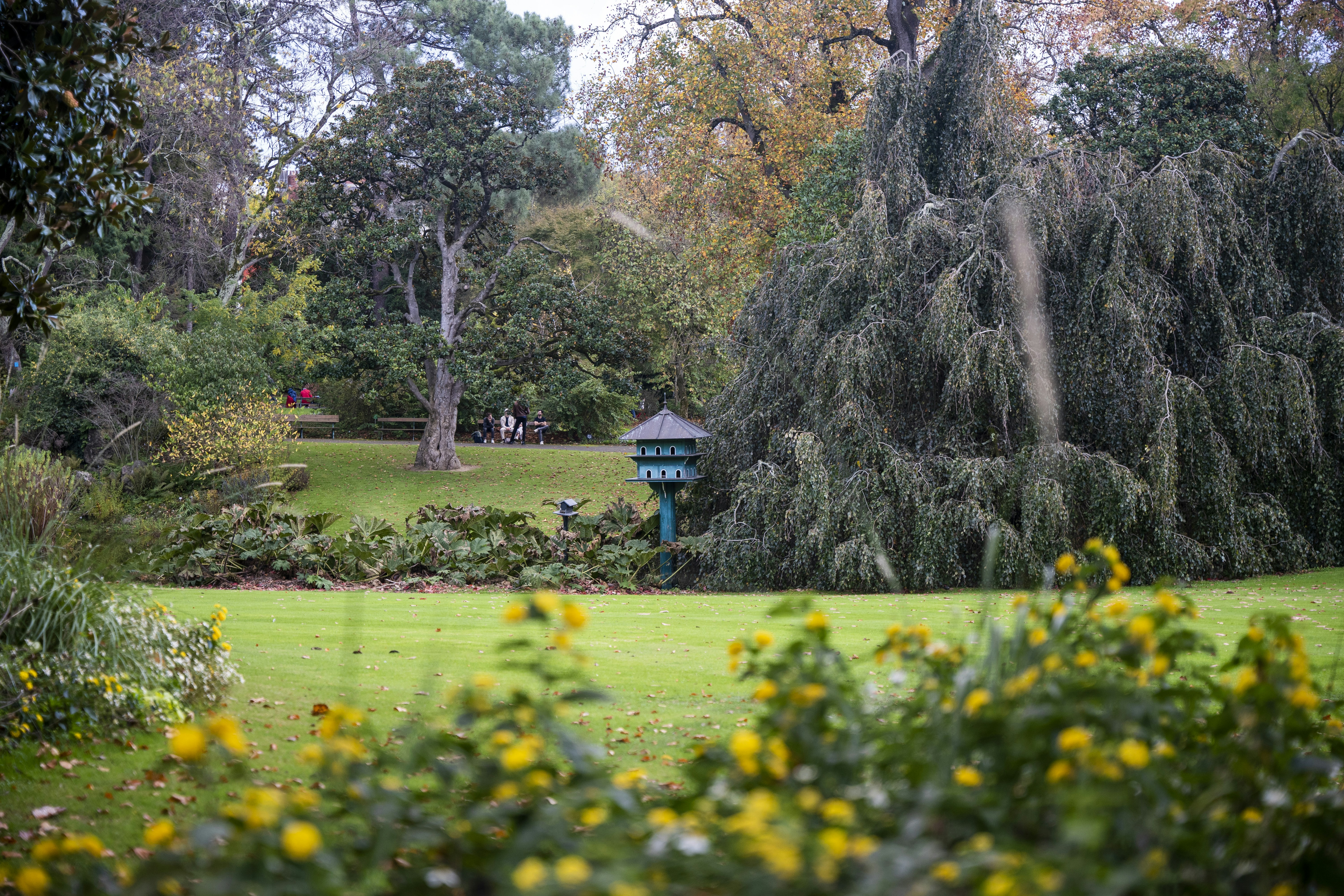 a garden with yellow flowers, 