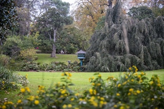 a garden with yellow flowers