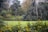 a garden with yellow flowers