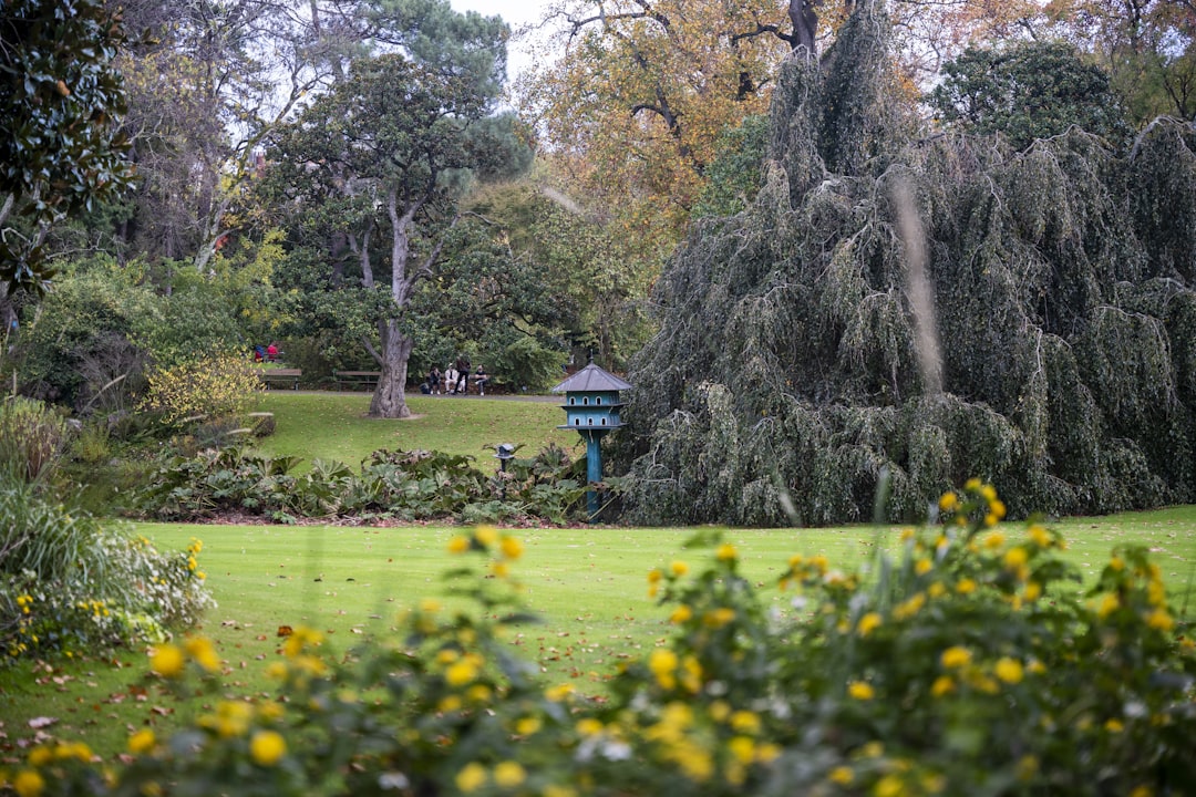 a garden with yellow flowers,