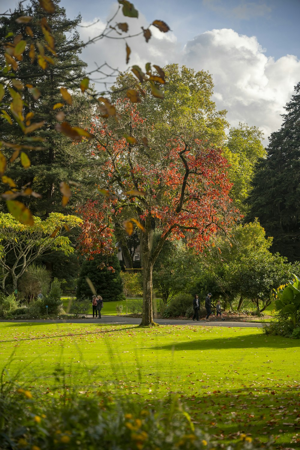 un groupe de personnes marchant autour d’un arbre dans un parc
