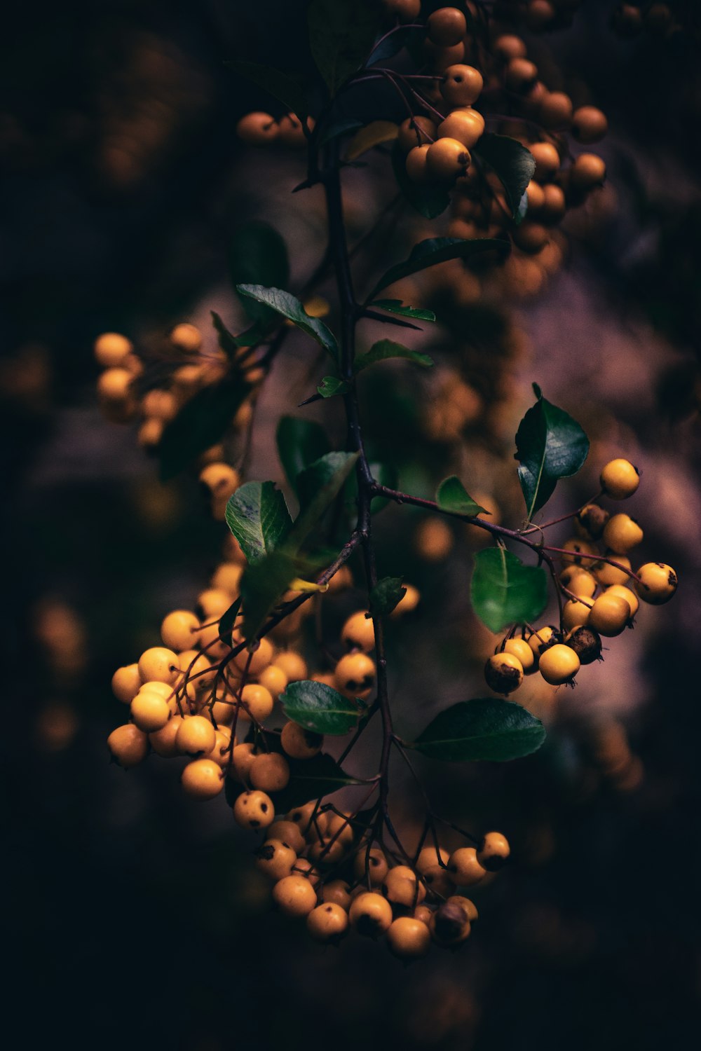 close-up of a tree branch