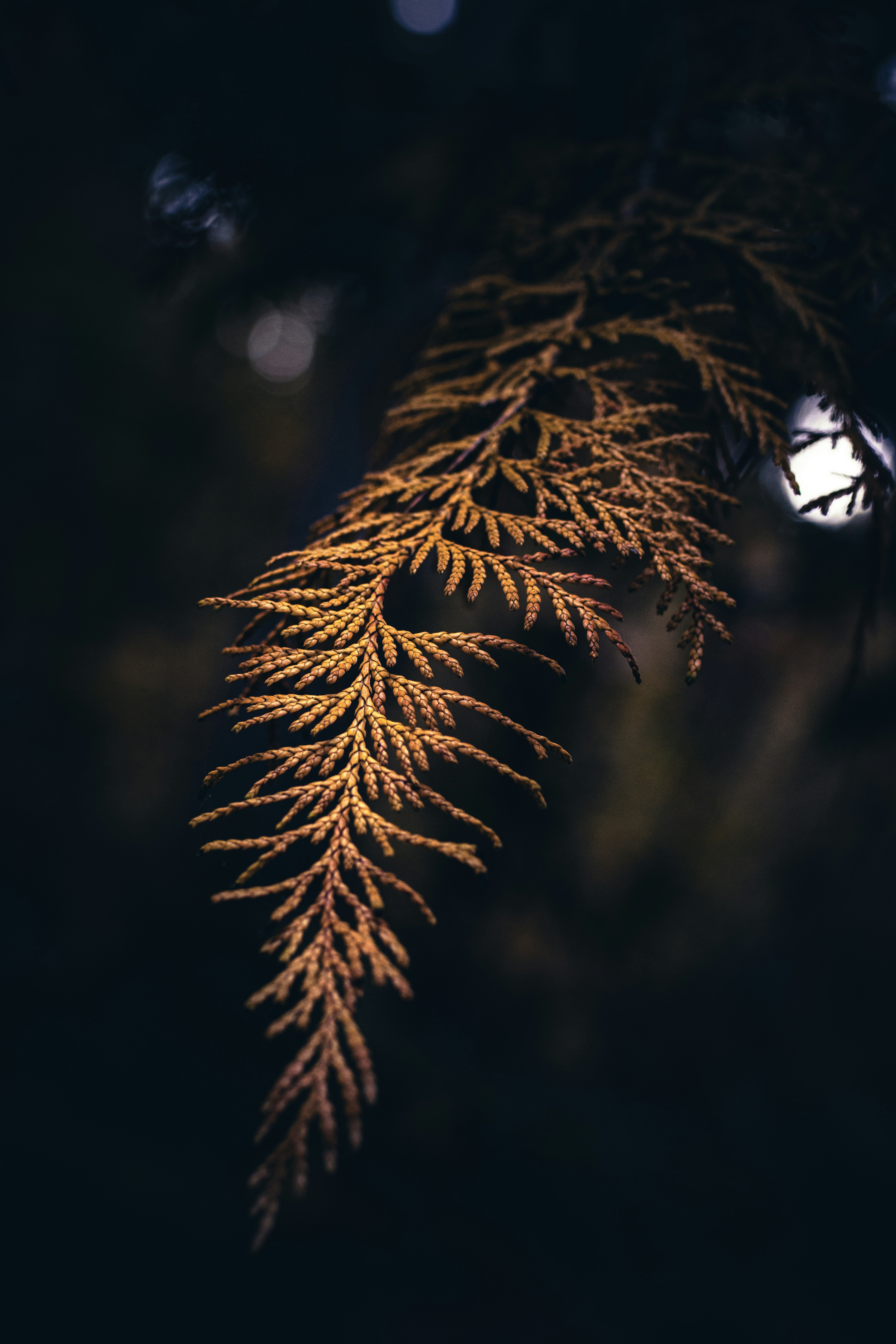 Photo by patrycja_chociej