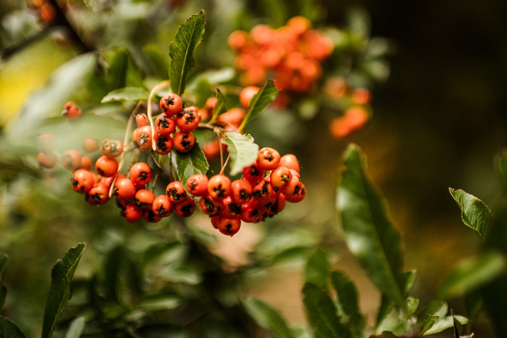 a close up of some berries