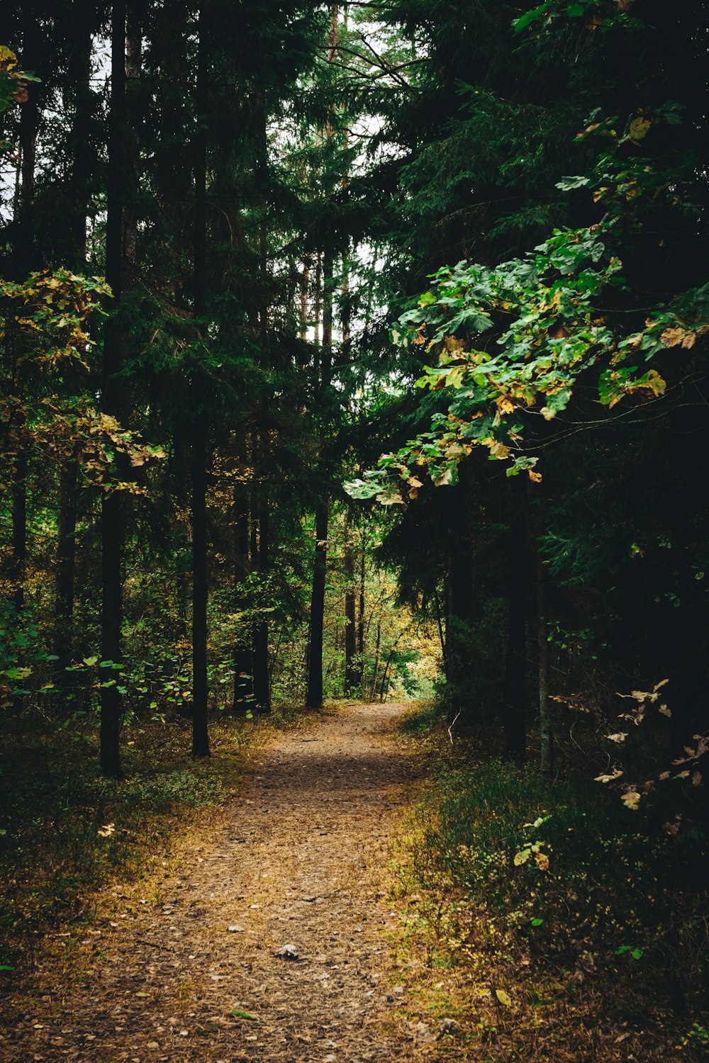 um caminho através de uma floresta