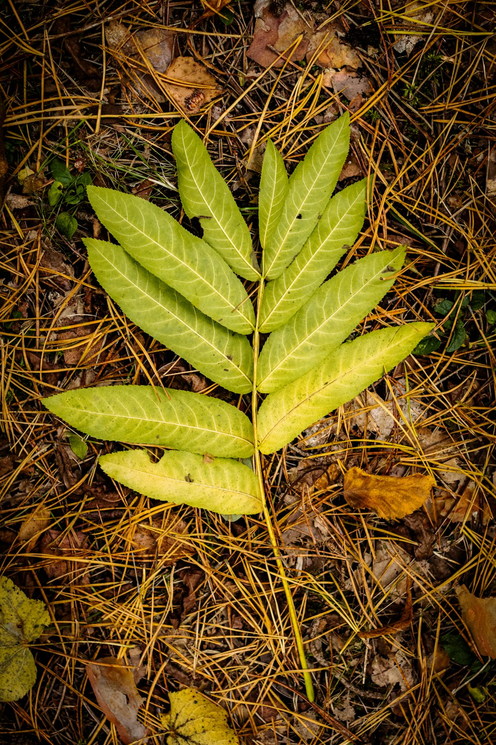 Une feuille verte sur le sol