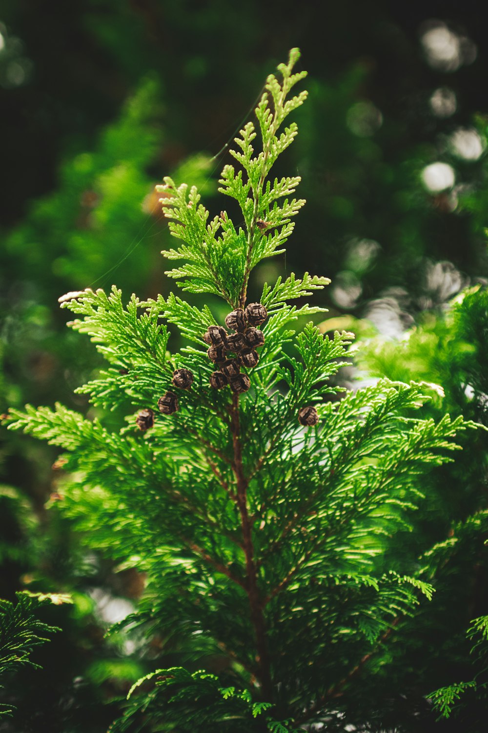 a close up of a pine tree