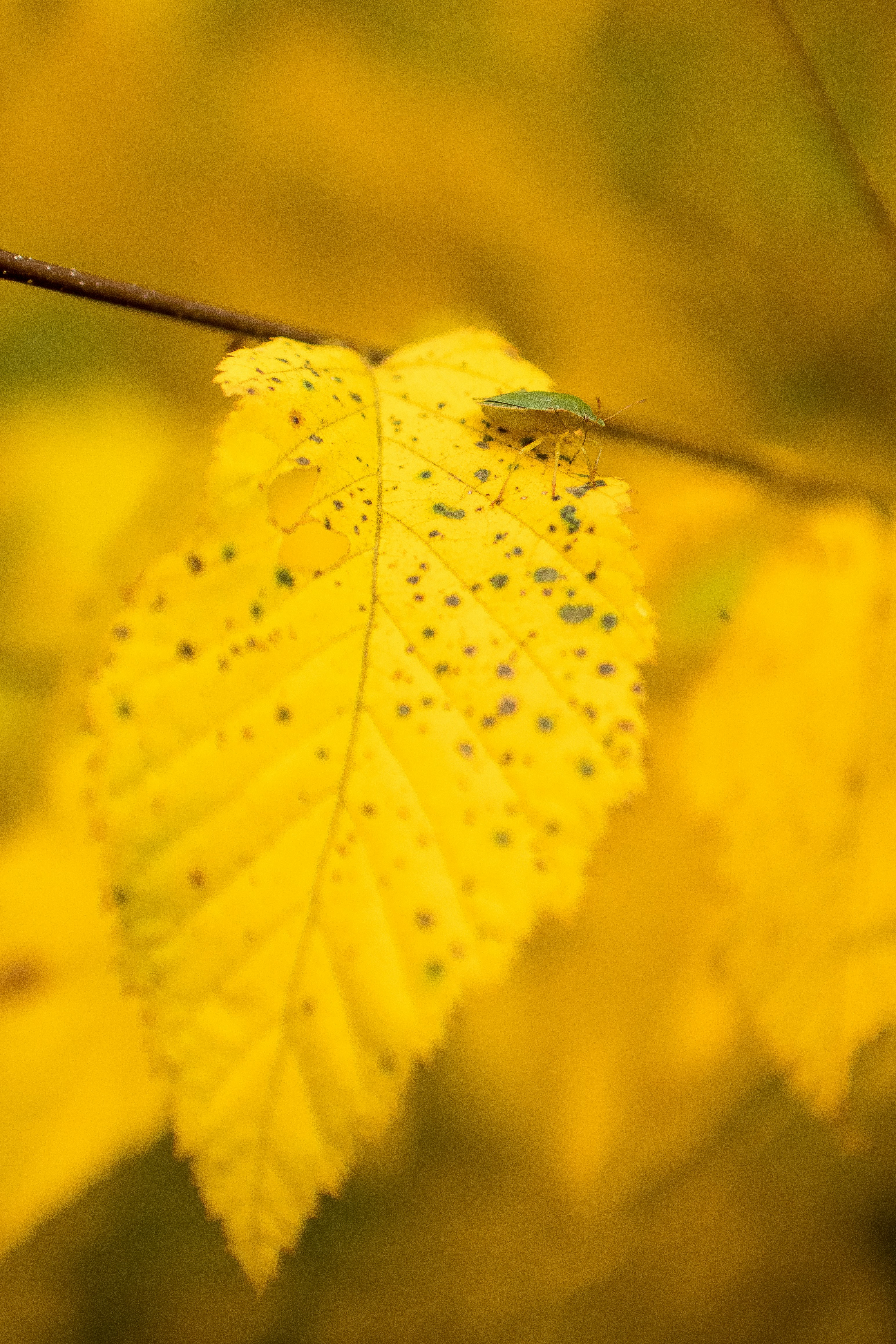 Eco-Friendly Pest Control Solutions