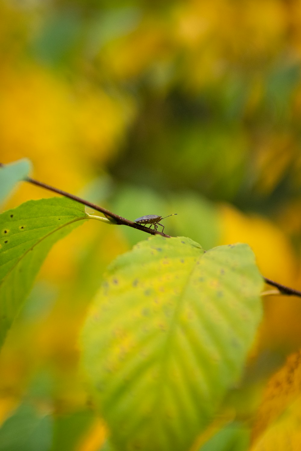 a bug on a leaf