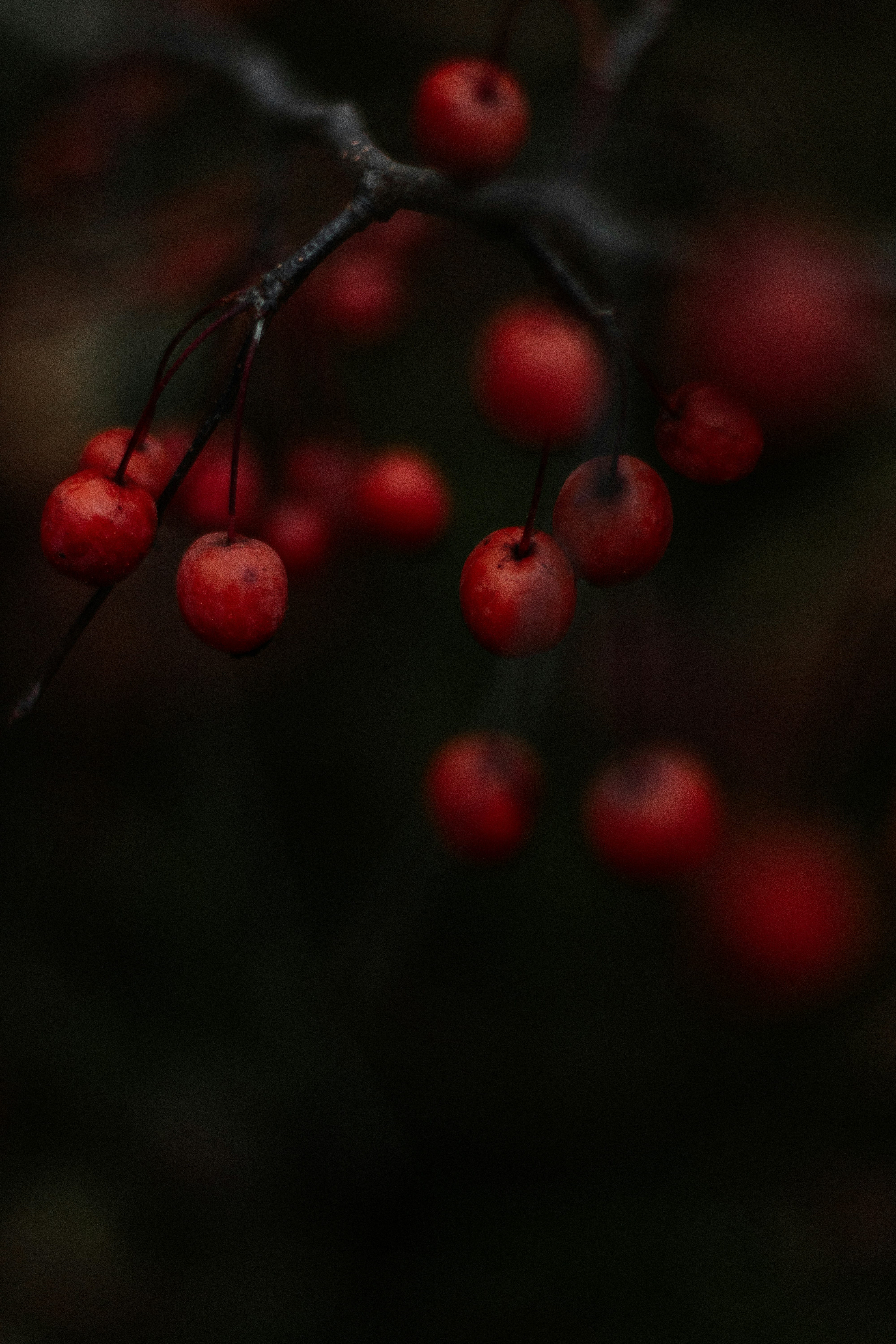 Photo by irinakurash