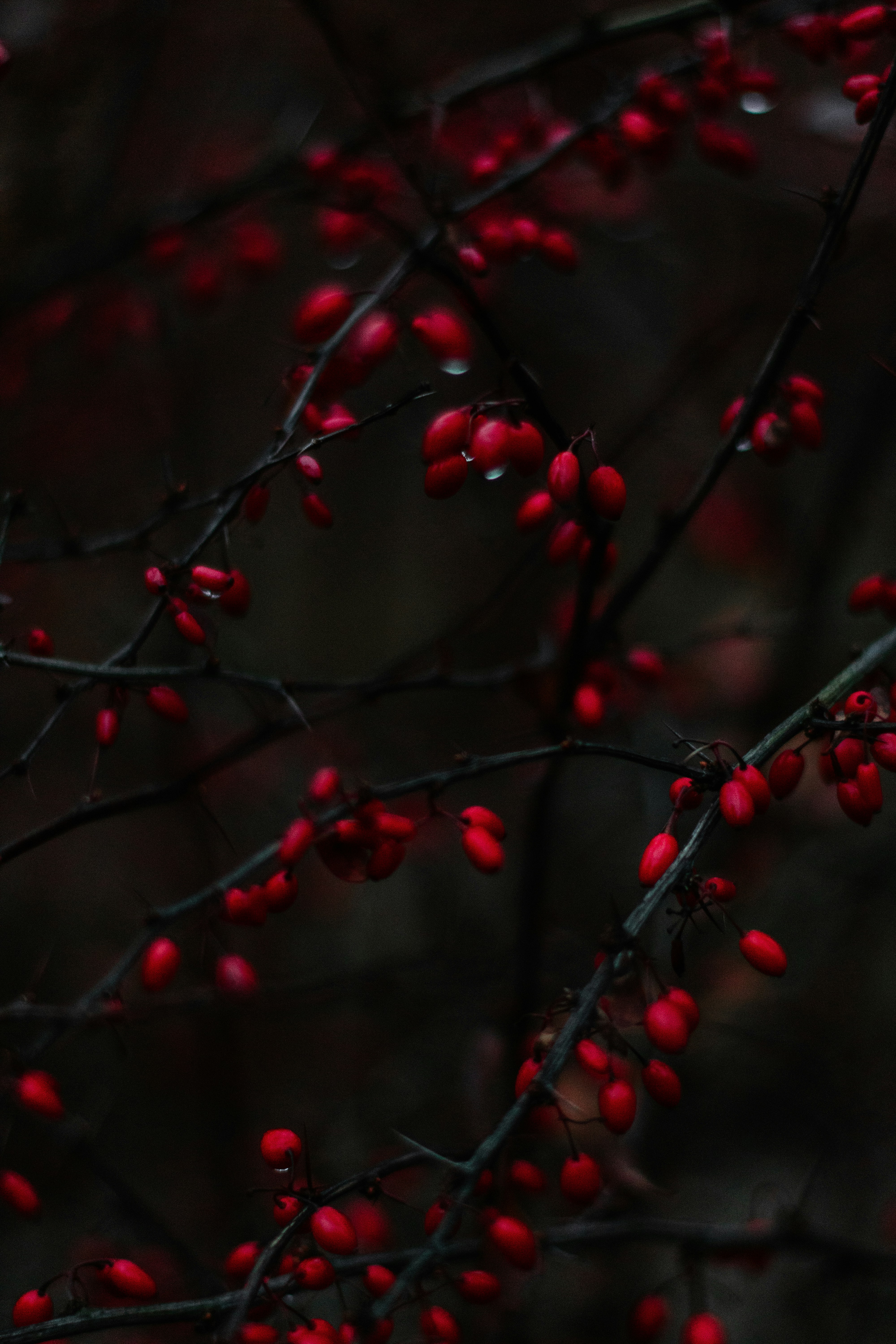 Photo by irinakurash