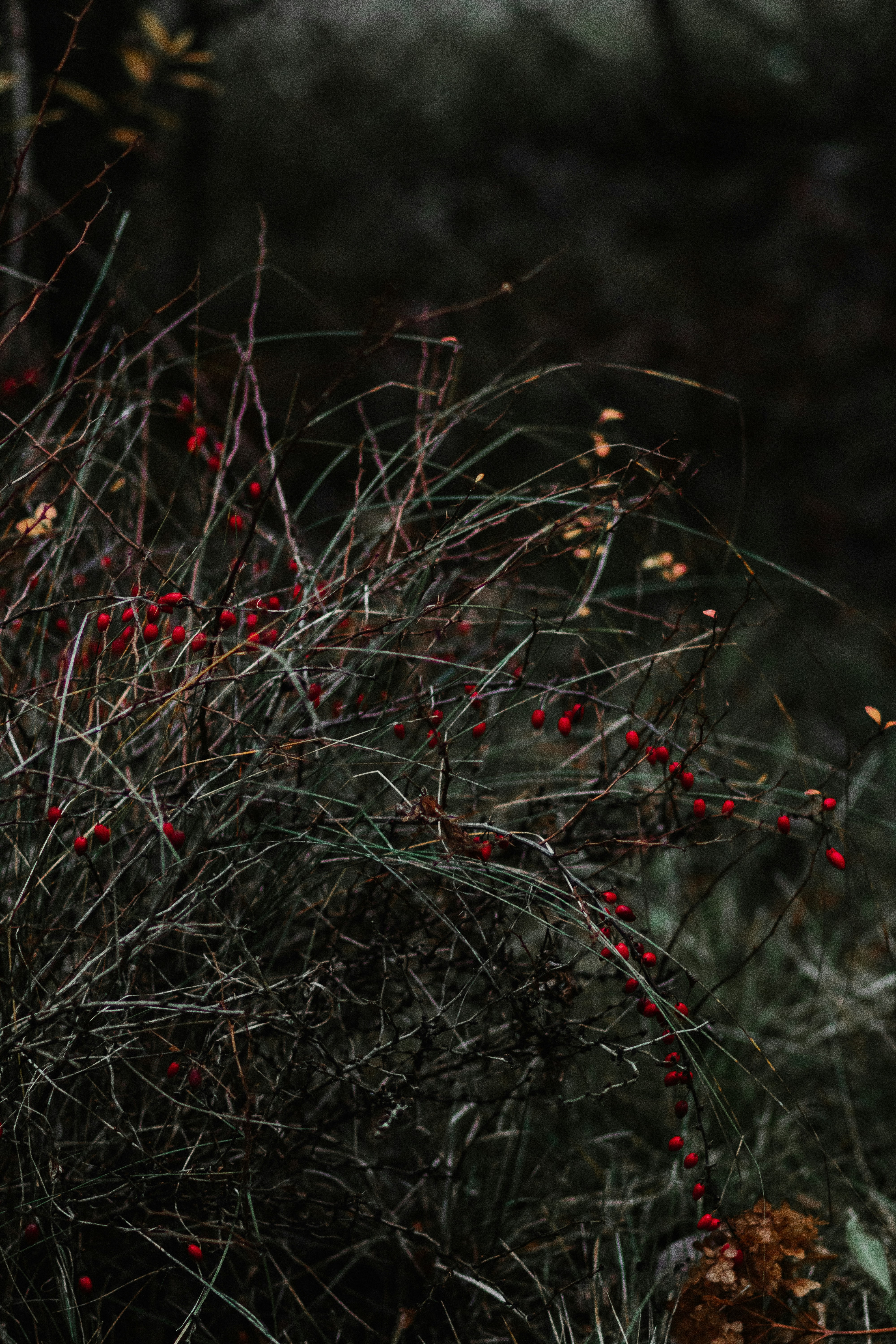 Photo by irinakurash