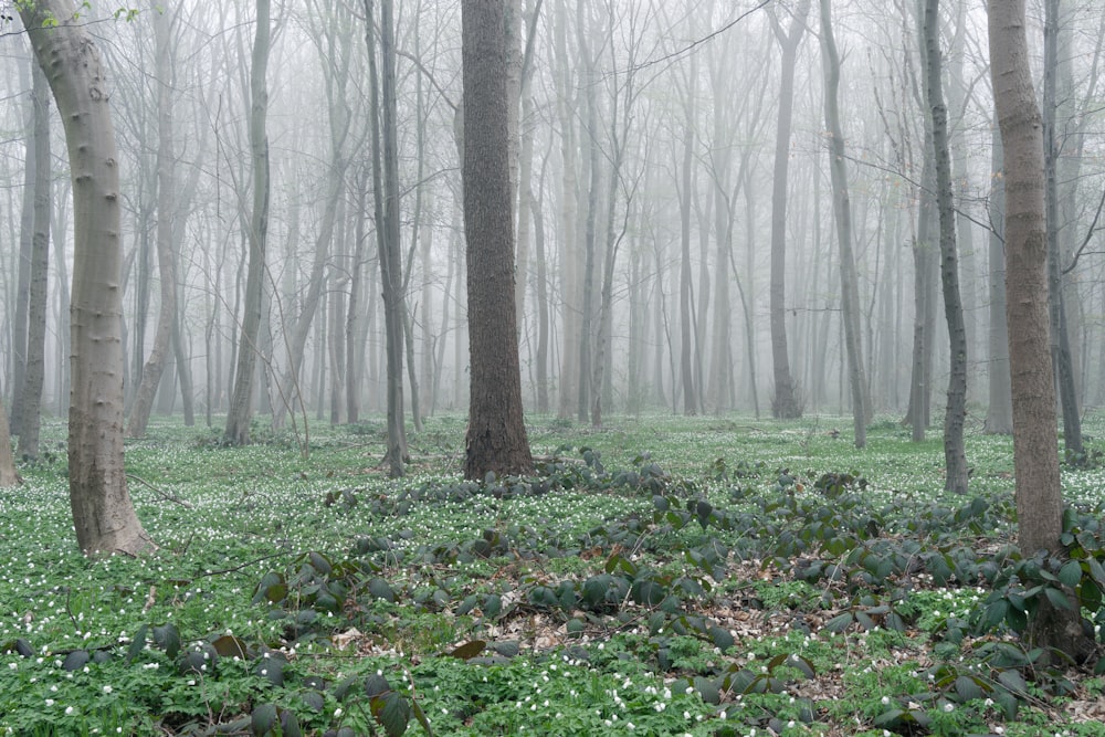 a forest with trees