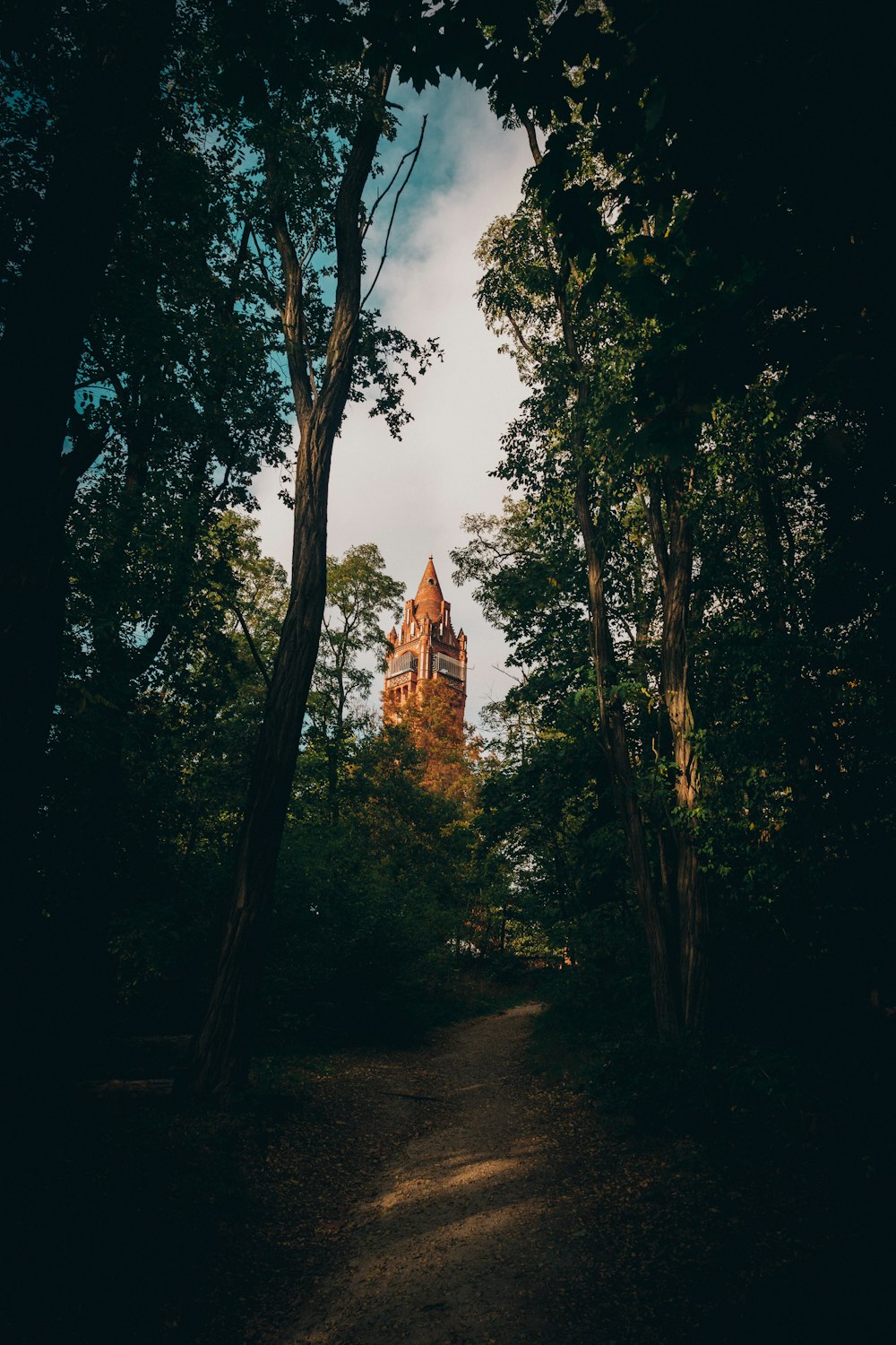 a path through a forest