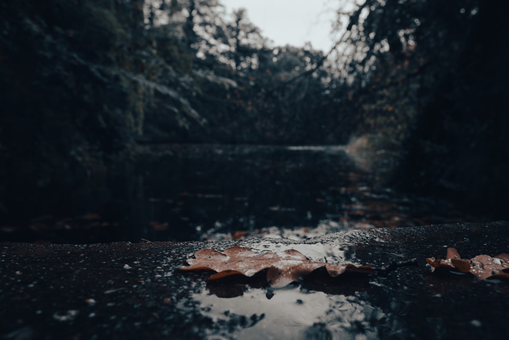 a stream with fallen leaves