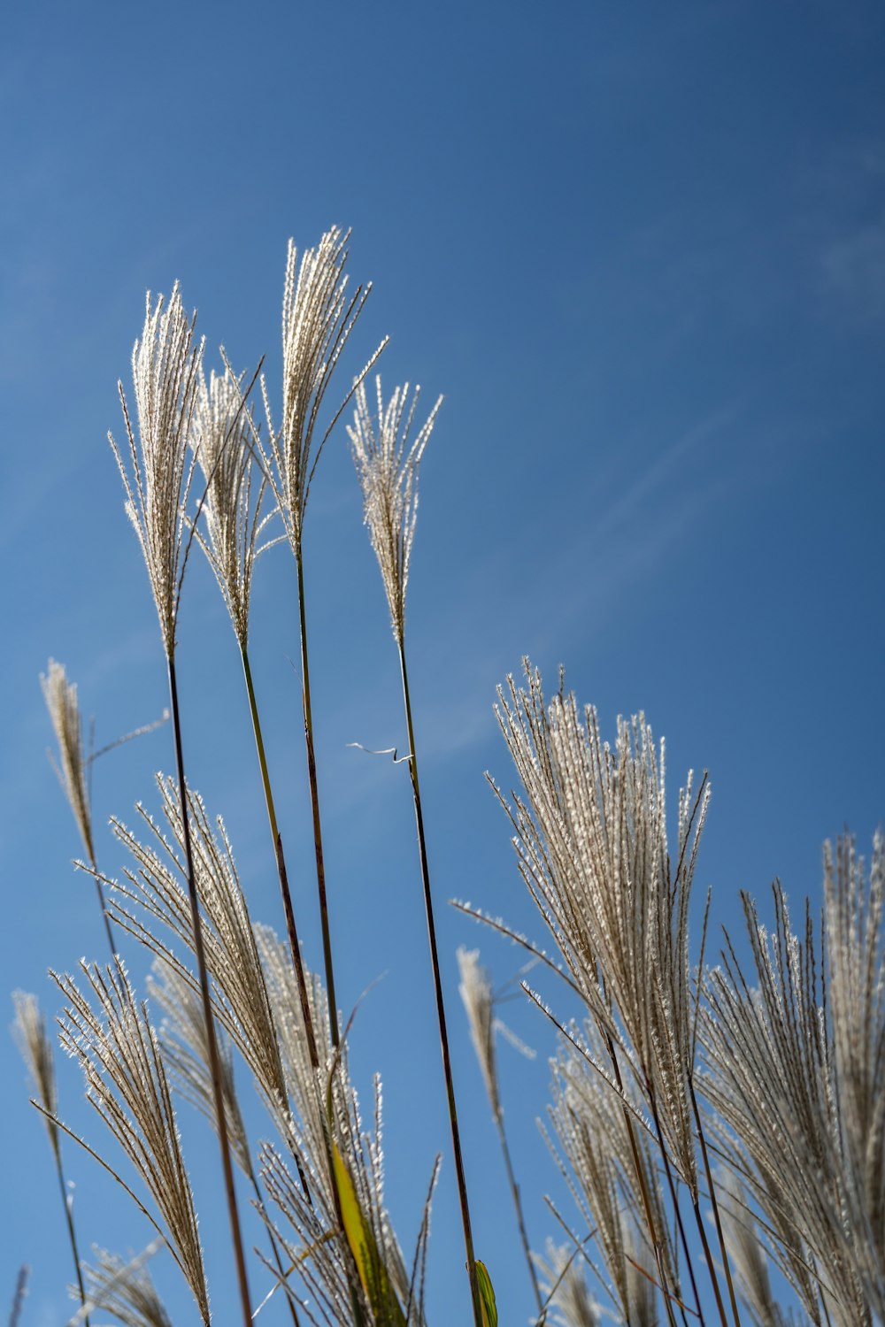 a close-up of wheat