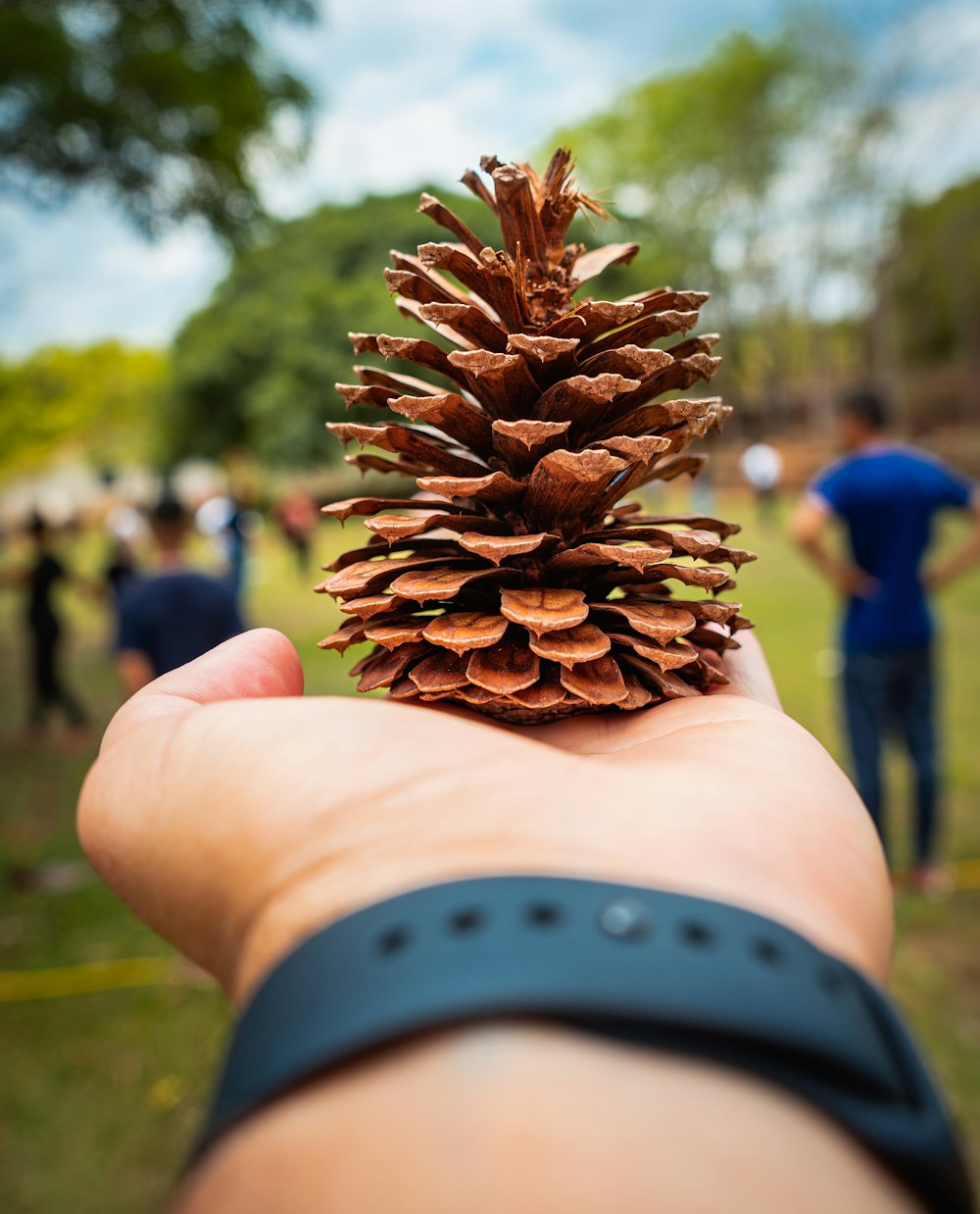 a hand holding a pine cone