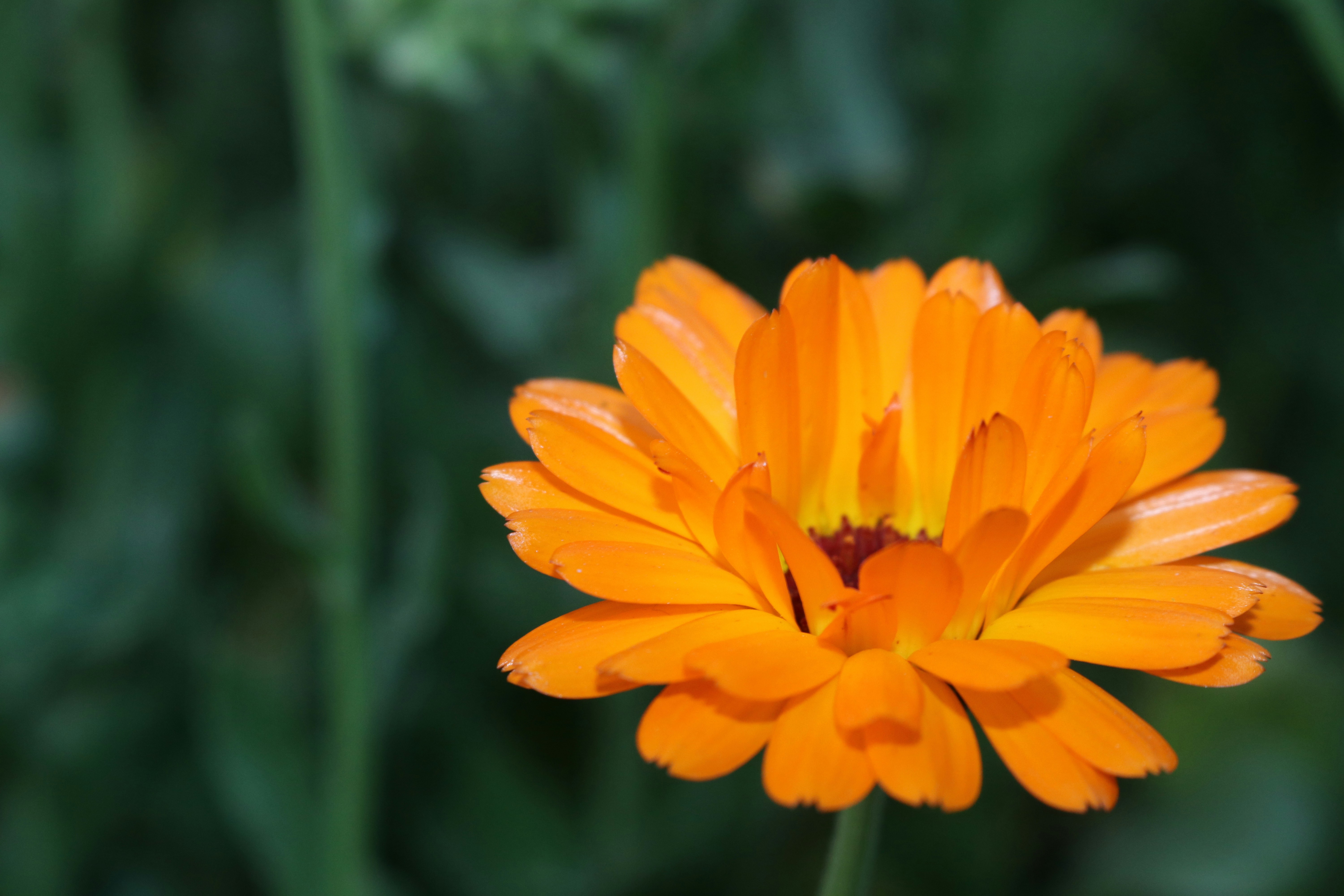 Photo by hasanjahid423