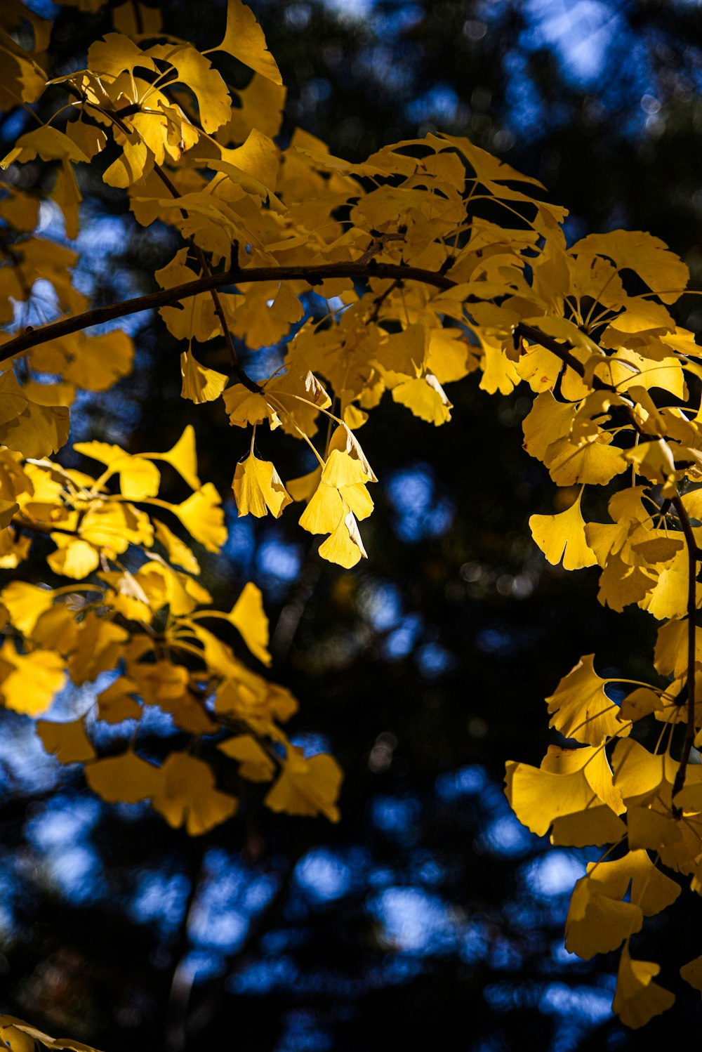 yellow leaves on a tree