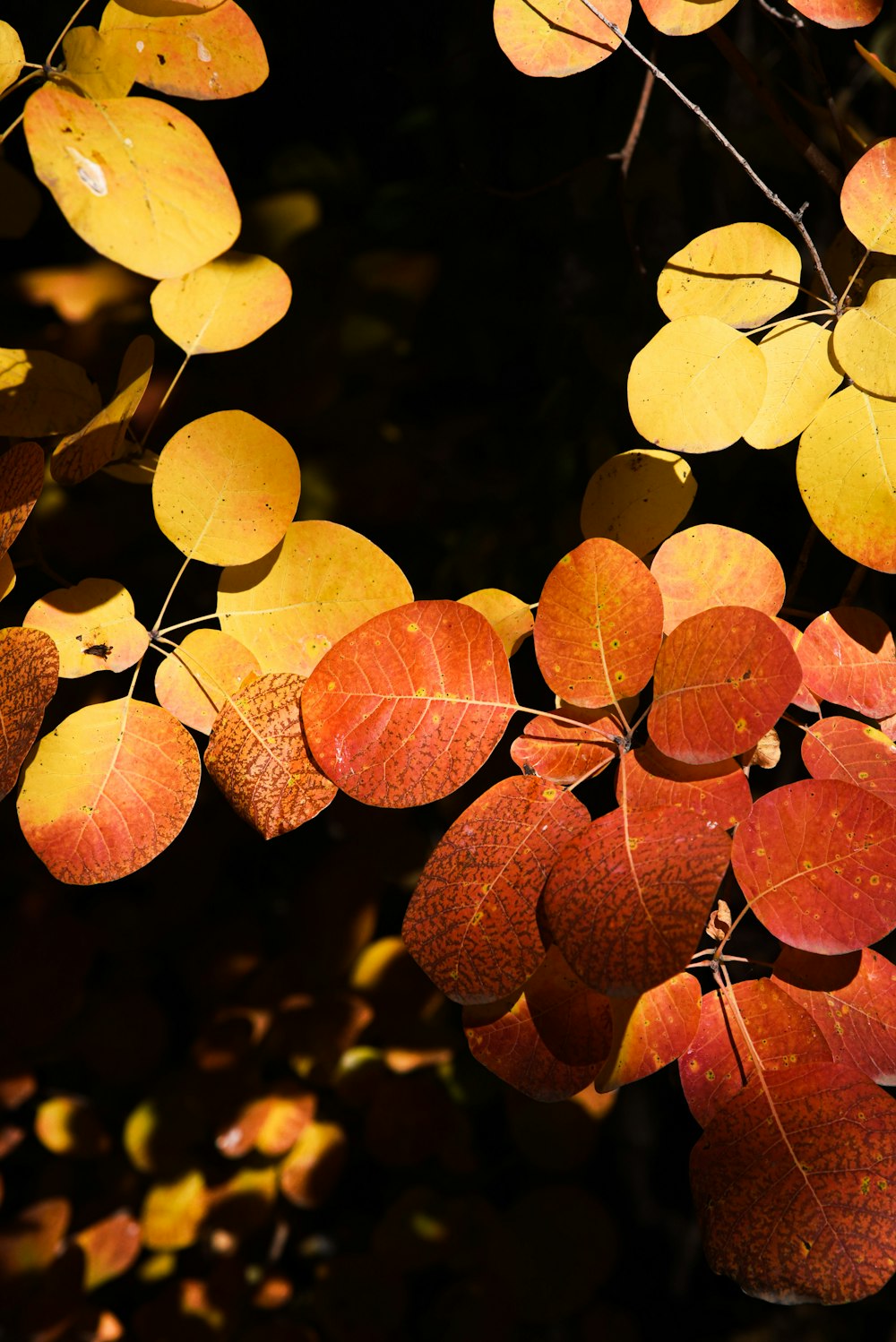 a close up of some leaves