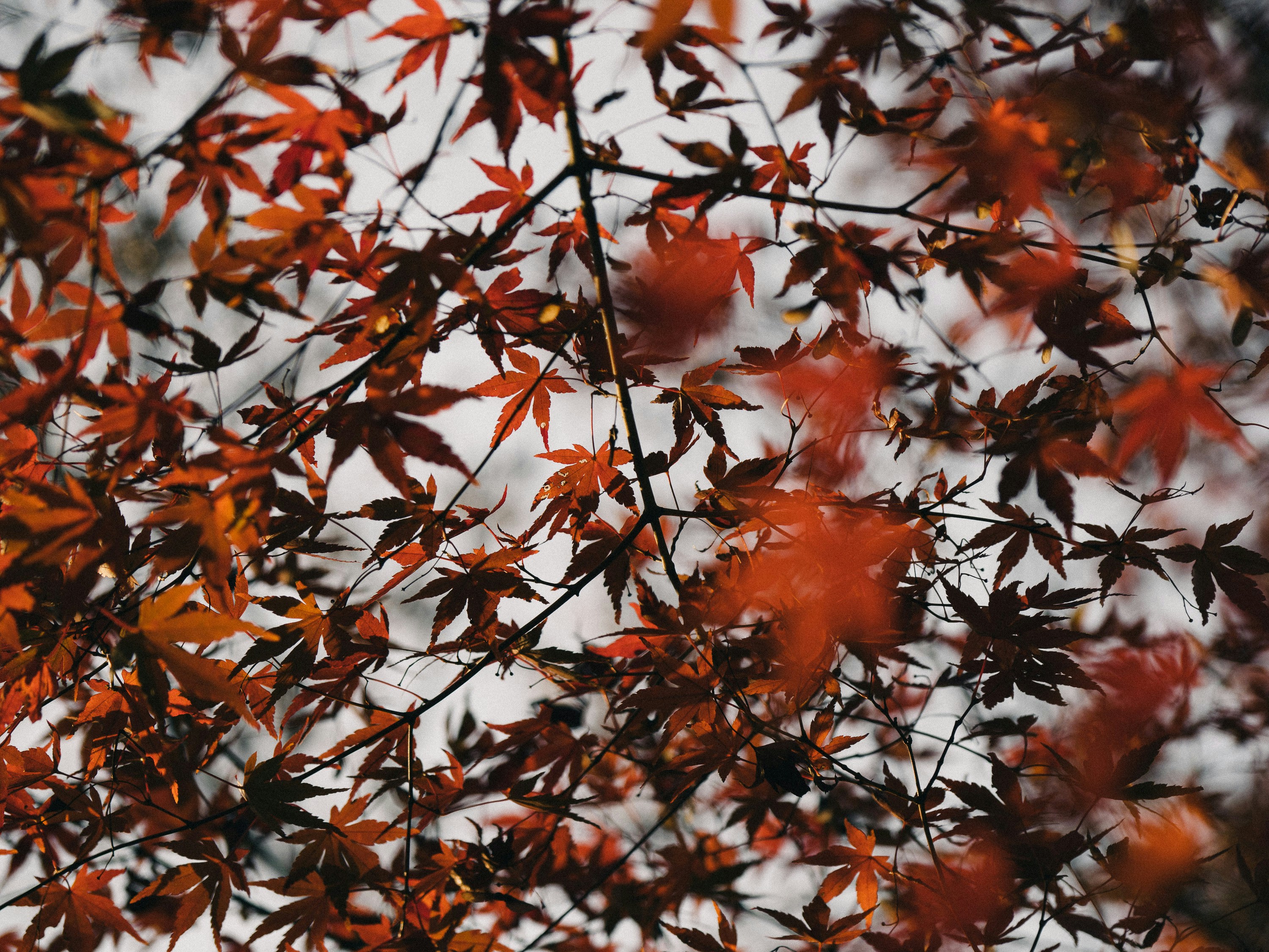 Photo by ultratunafish