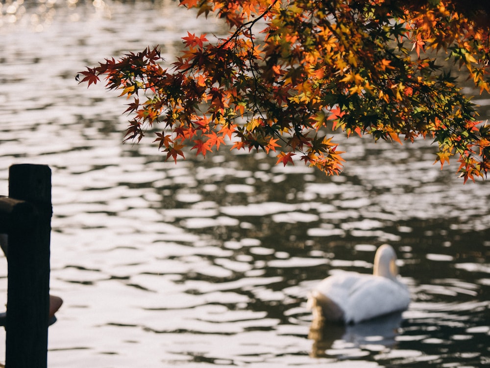 a swan swimming in a lake